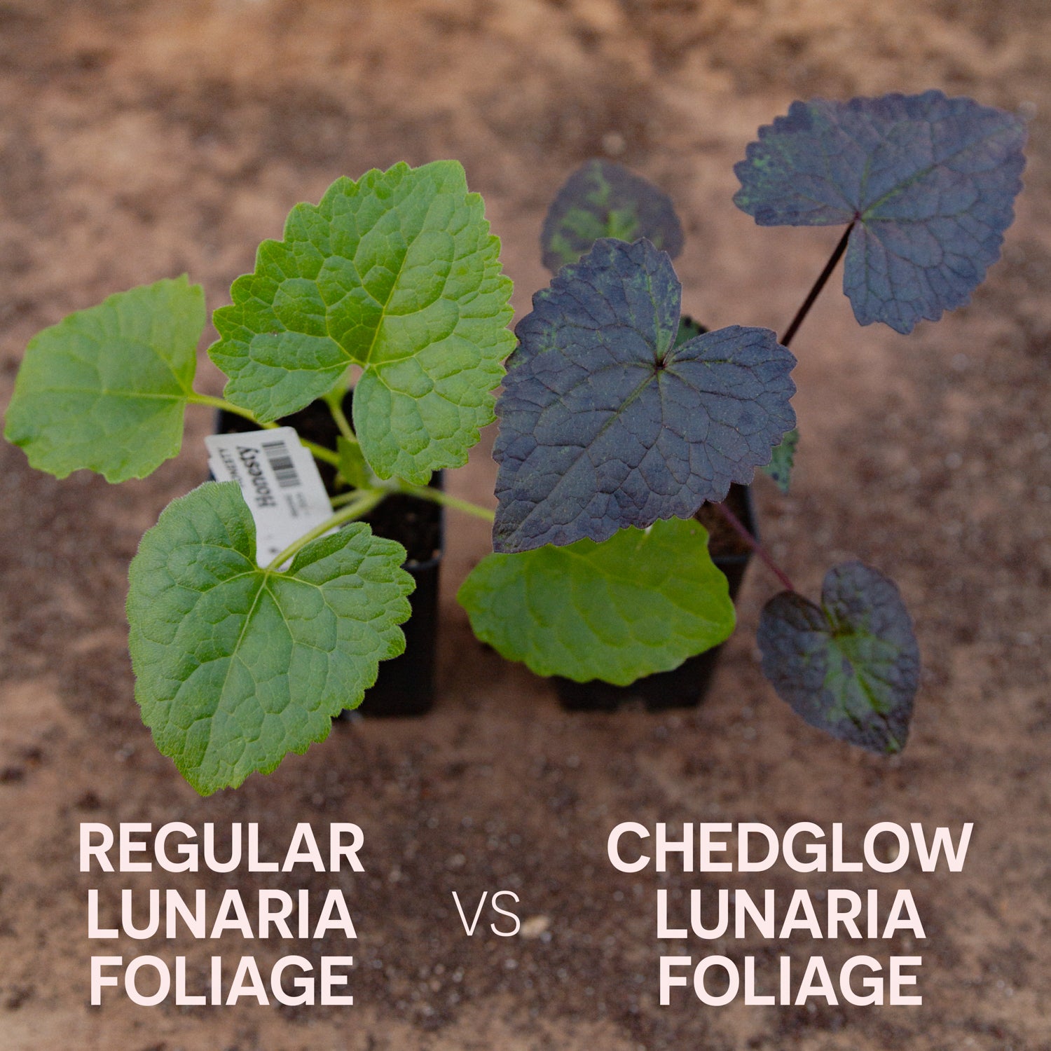 LUNARIA - Chedglow Honesty - PLANTS