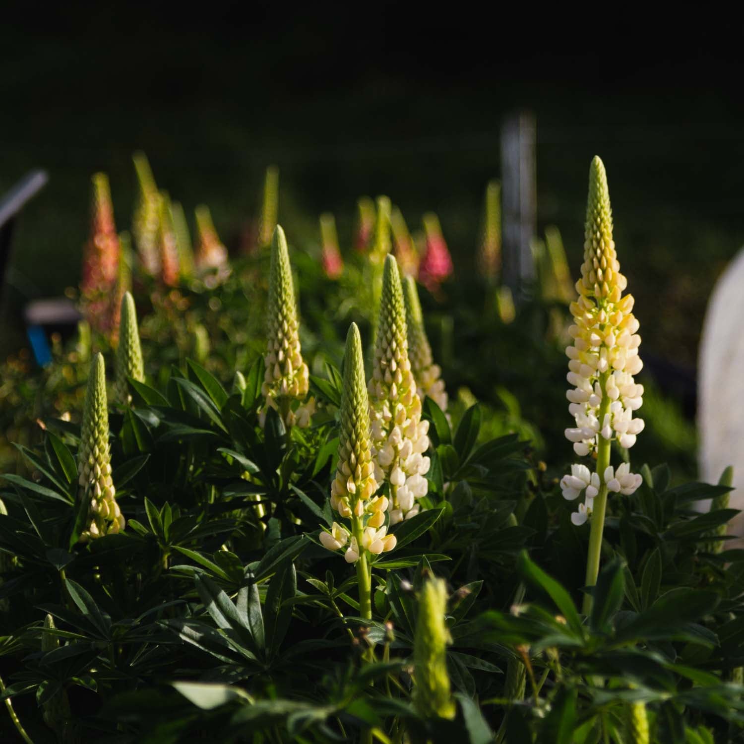 LUPIN - 10 Plant Box Special