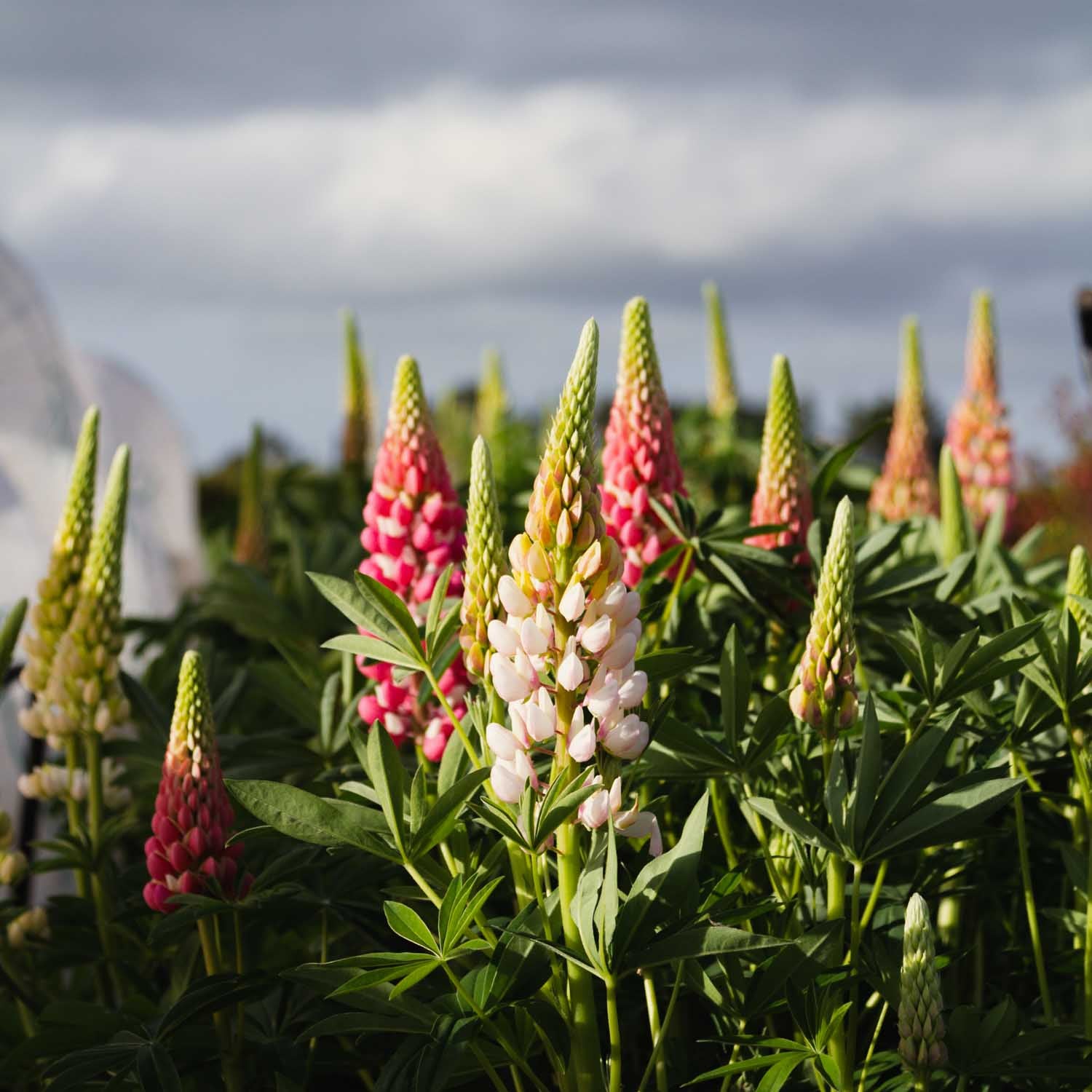 LUPIN - 10 Plant Box Special