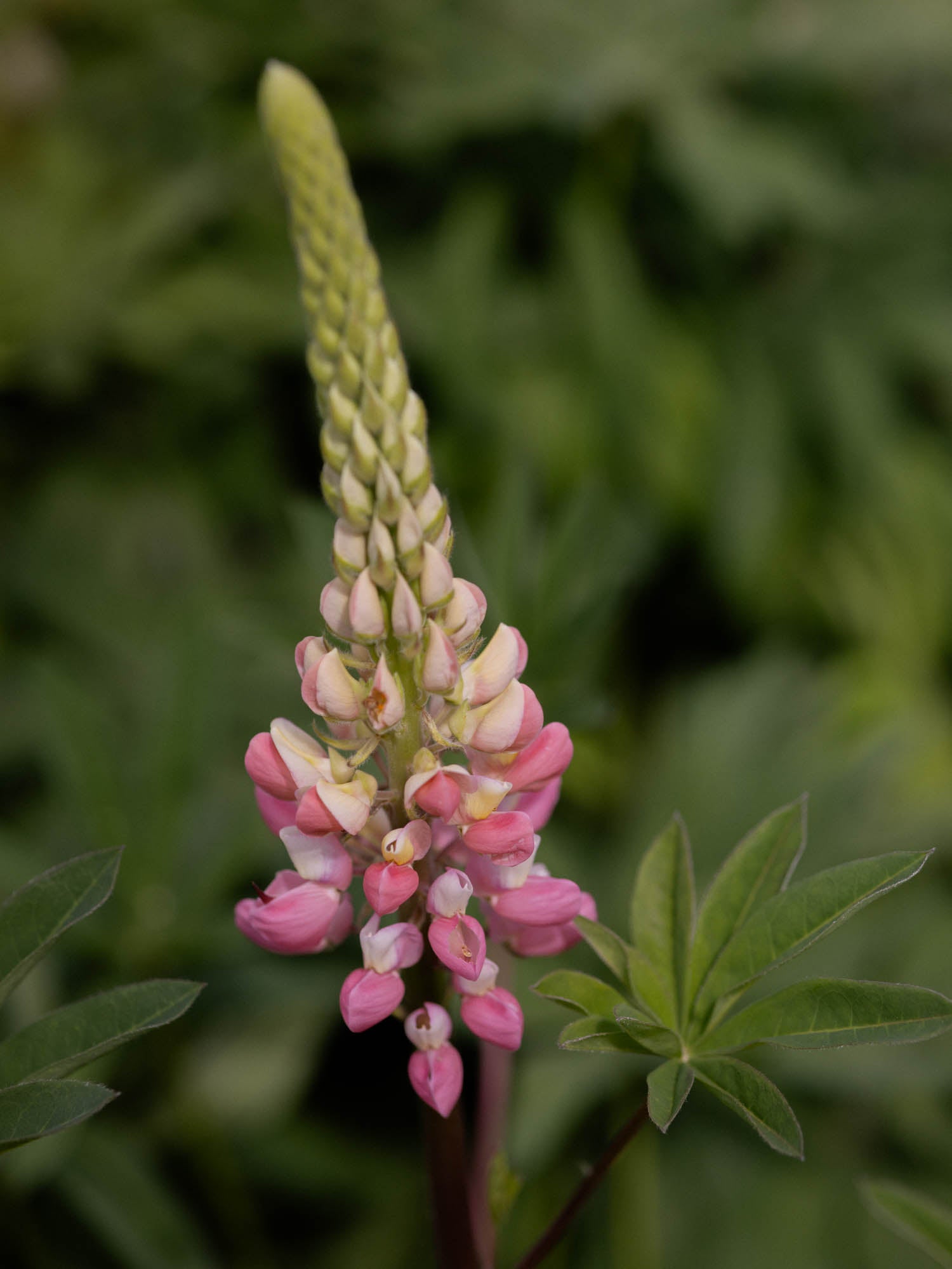 LUPIN - The Chatelaine - PLANTS