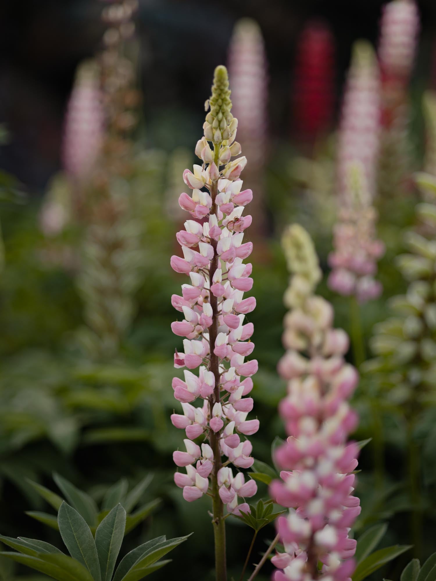 LUPIN - The Chatelaine - PLANTS