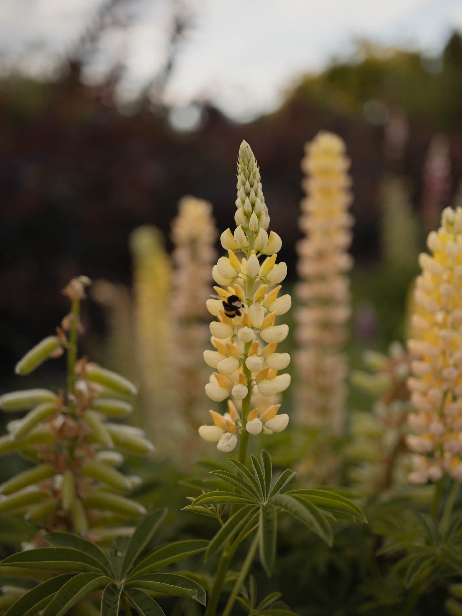 LUPIN - Chandelier - PLANTS