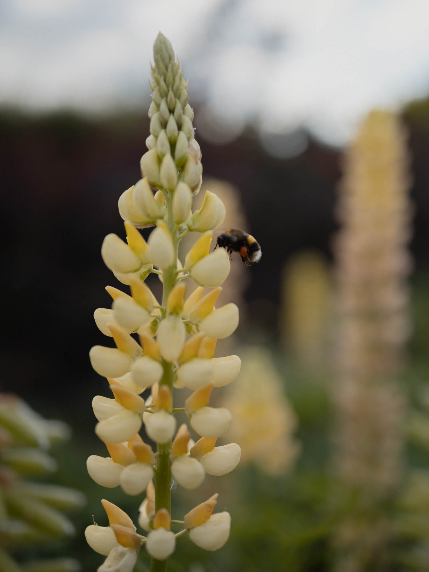 LUPIN - Chandelier - PLANTS