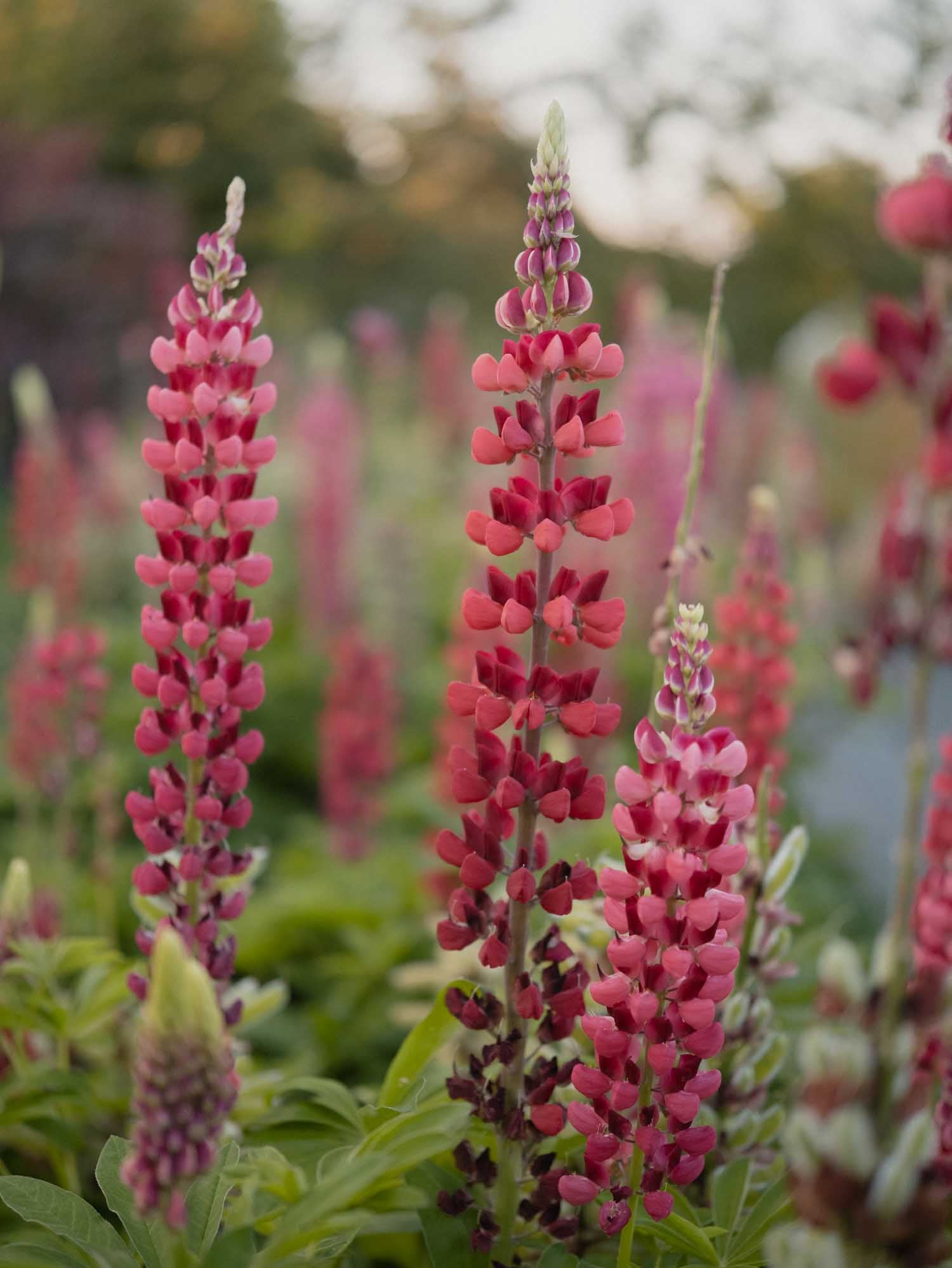 LUPIN - My Castle - PLANTS