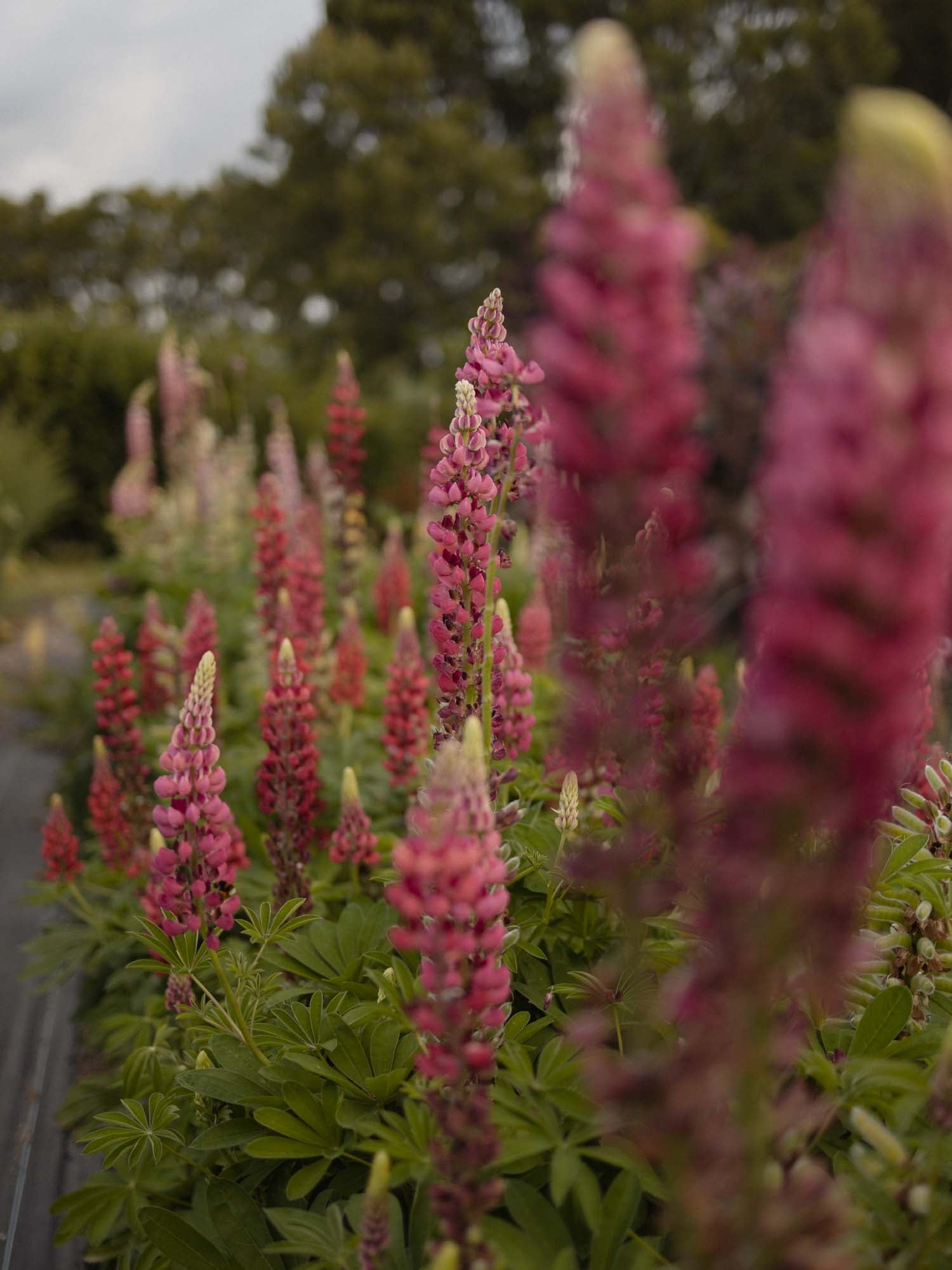LUPIN - My Castle - PLANTS