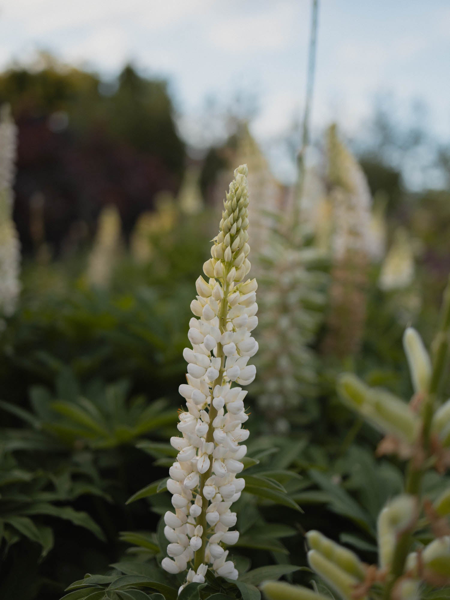 LUPIN - Noble Maiden - PLANTS