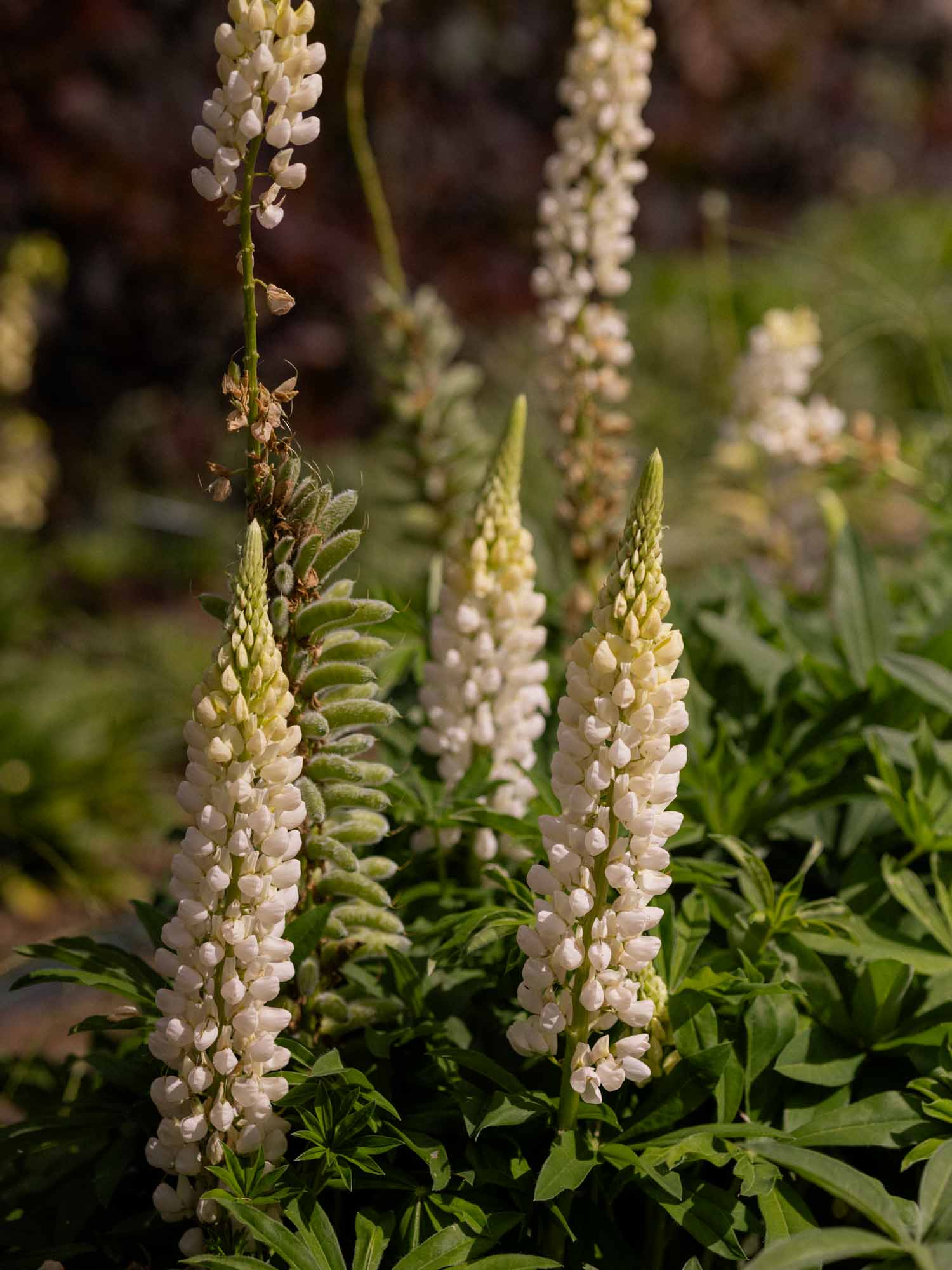 LUPIN - Noble Maiden - PLANTS