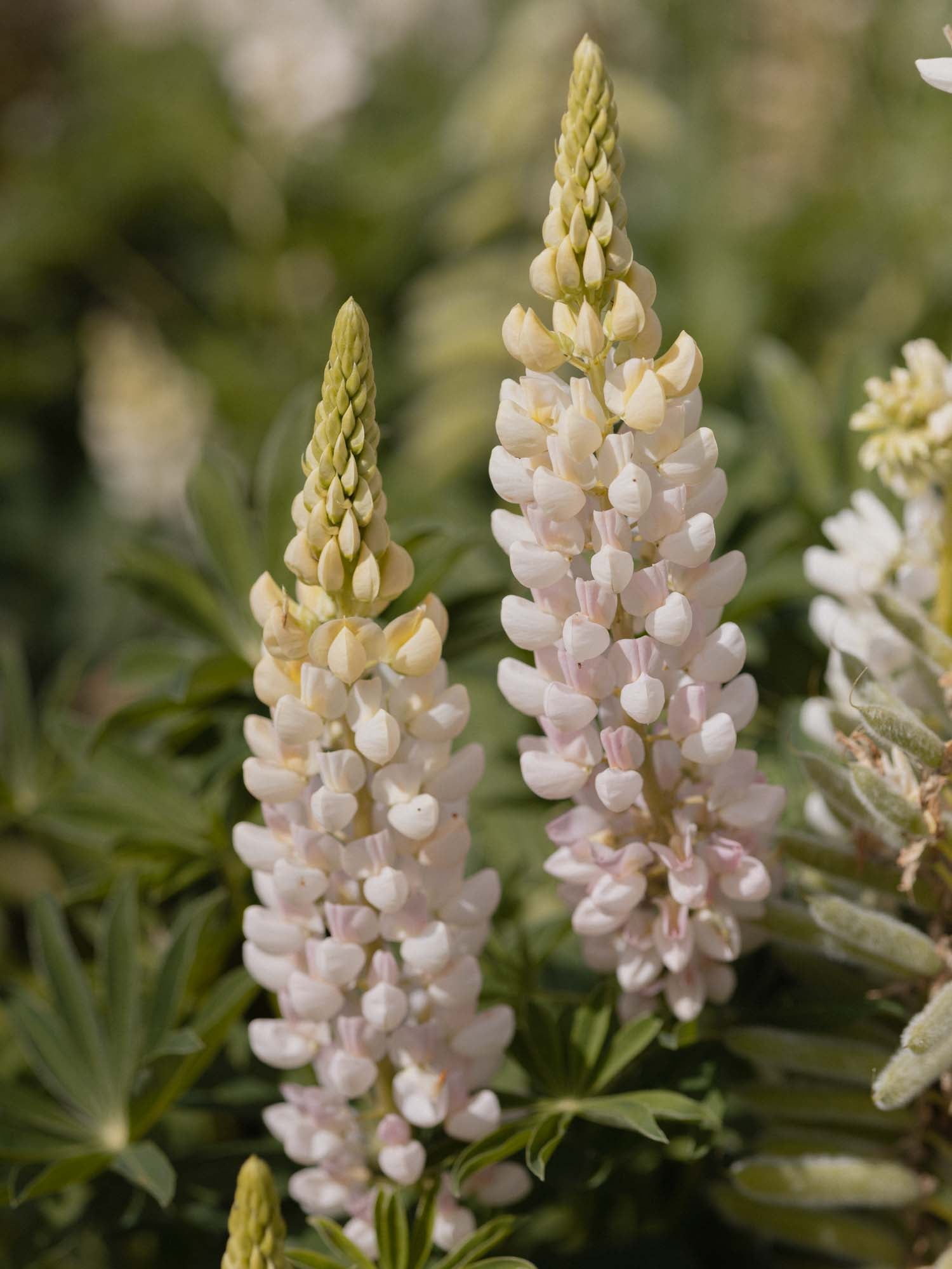 LUPIN - Noble Maiden - PLANTS