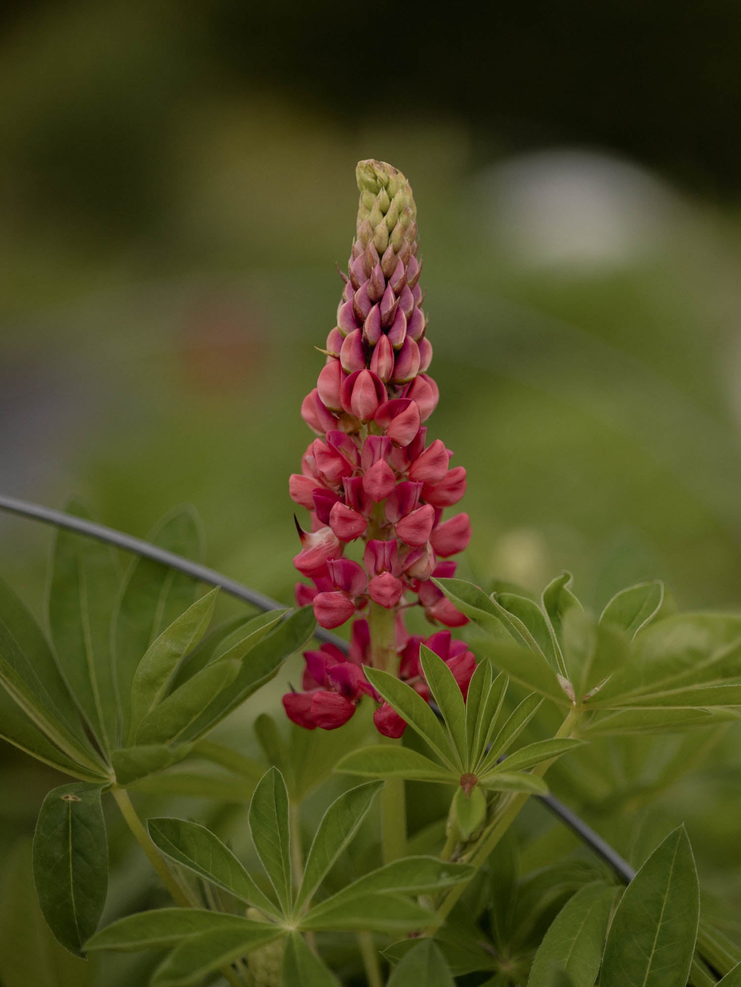 LUPIN - My Castle - PLANTS