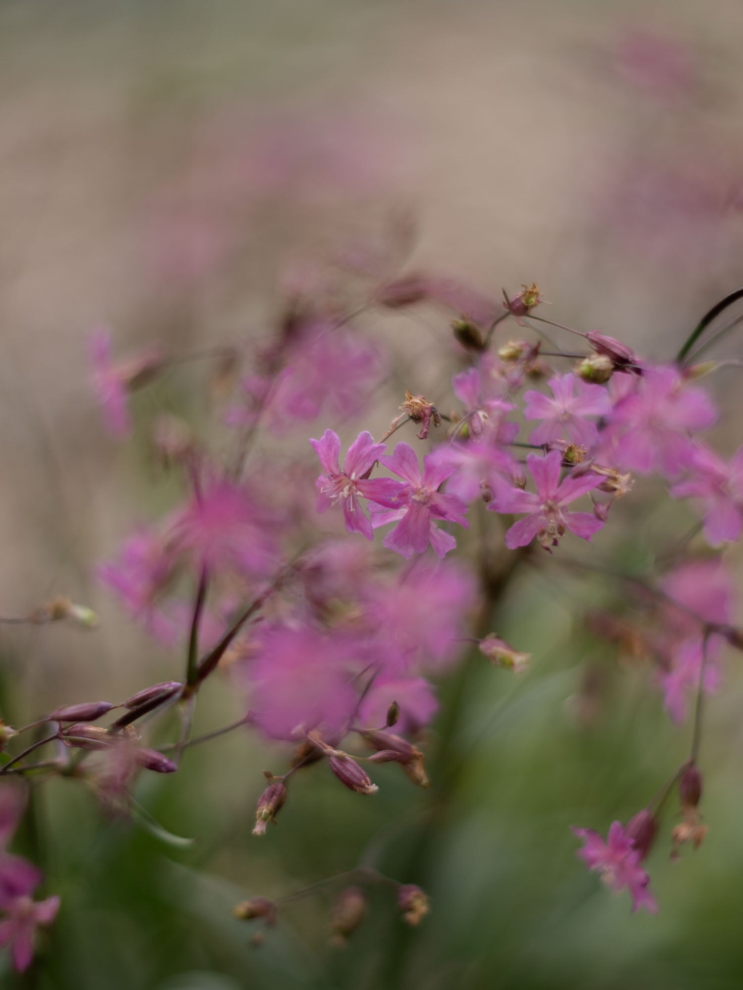 LYCHNIS atropurpurea - PLANTS