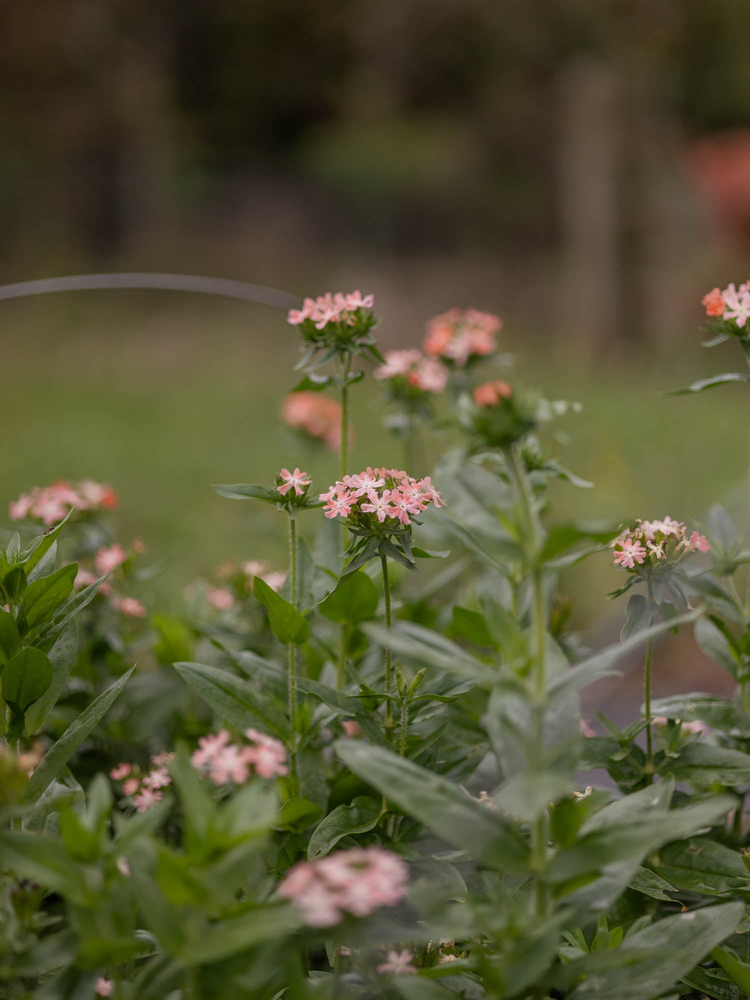 LYCHNIS chalcedonica - Carnea - PLANTS