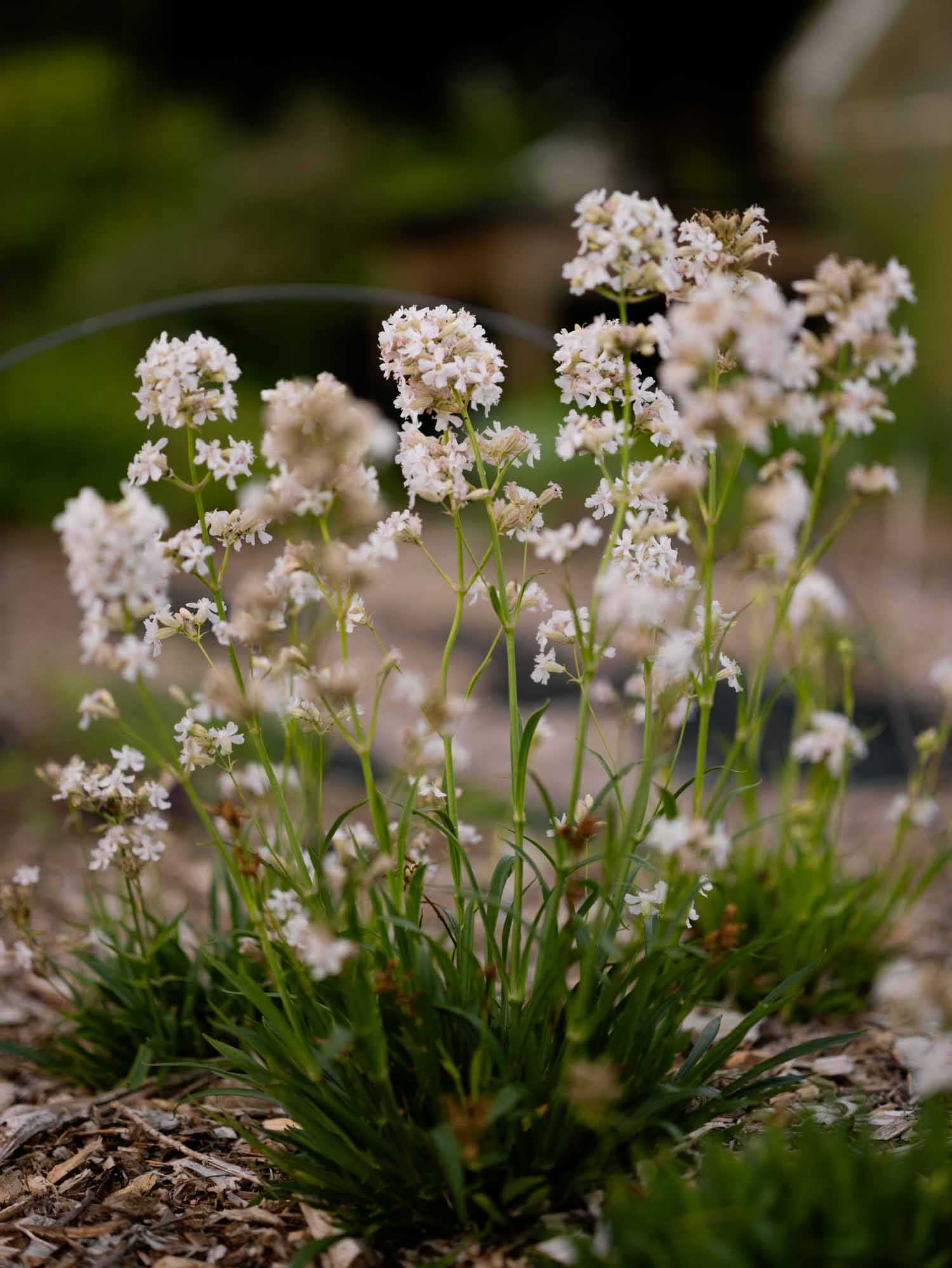 LYCHNIS viscaria- Alba 'Schnee' - PLANTS