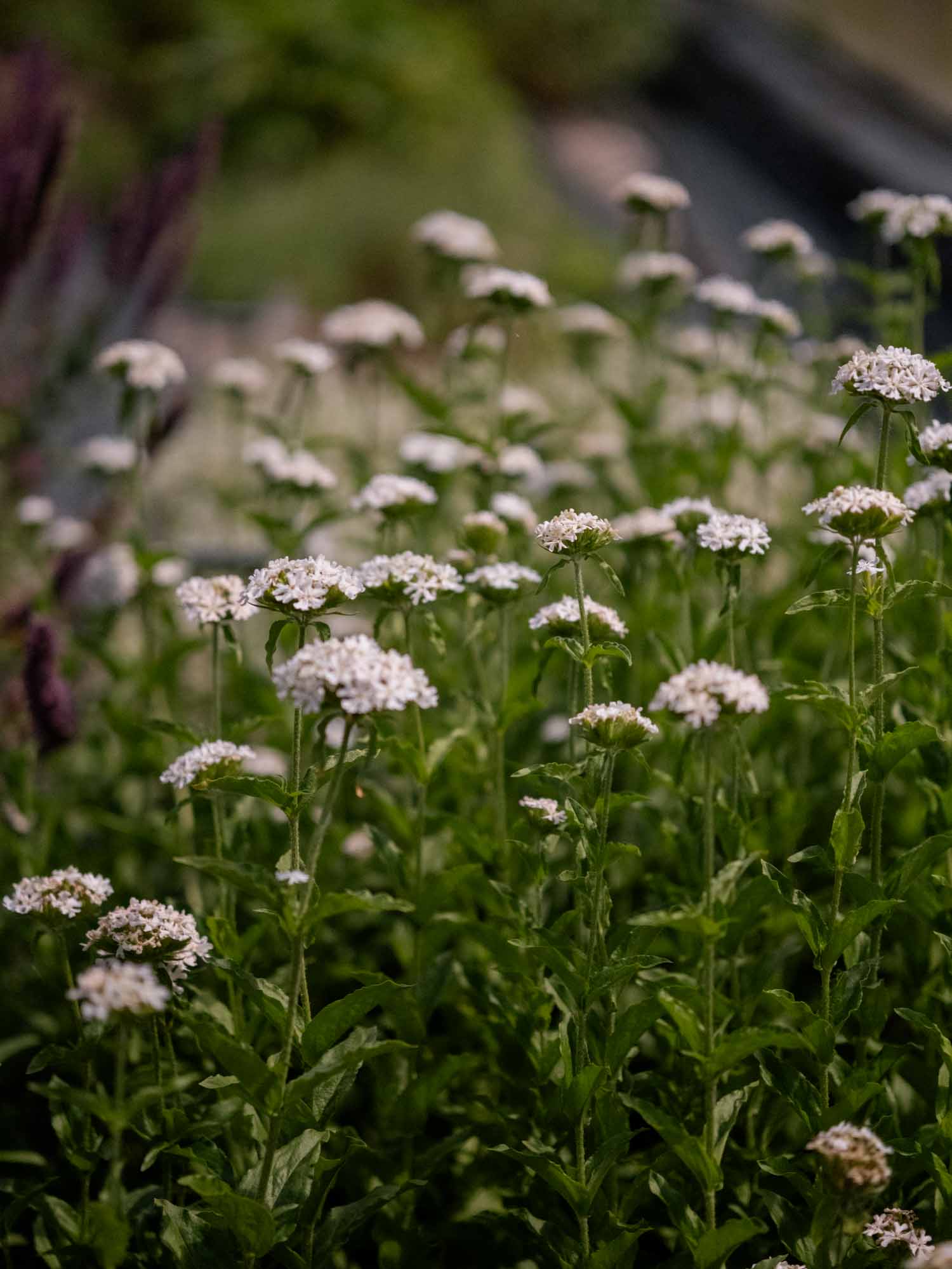 LYCHNIS chalcedonica - Rauhreif - PLANTS