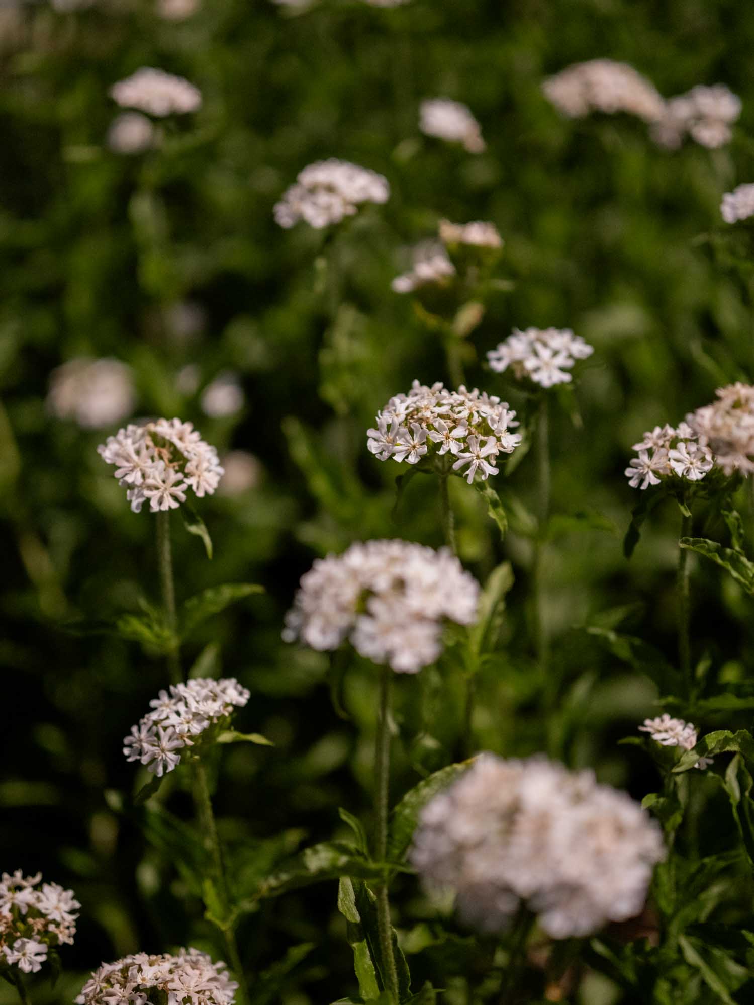 LYCHNIS chalcedonica - Rauhreif - PLANTS