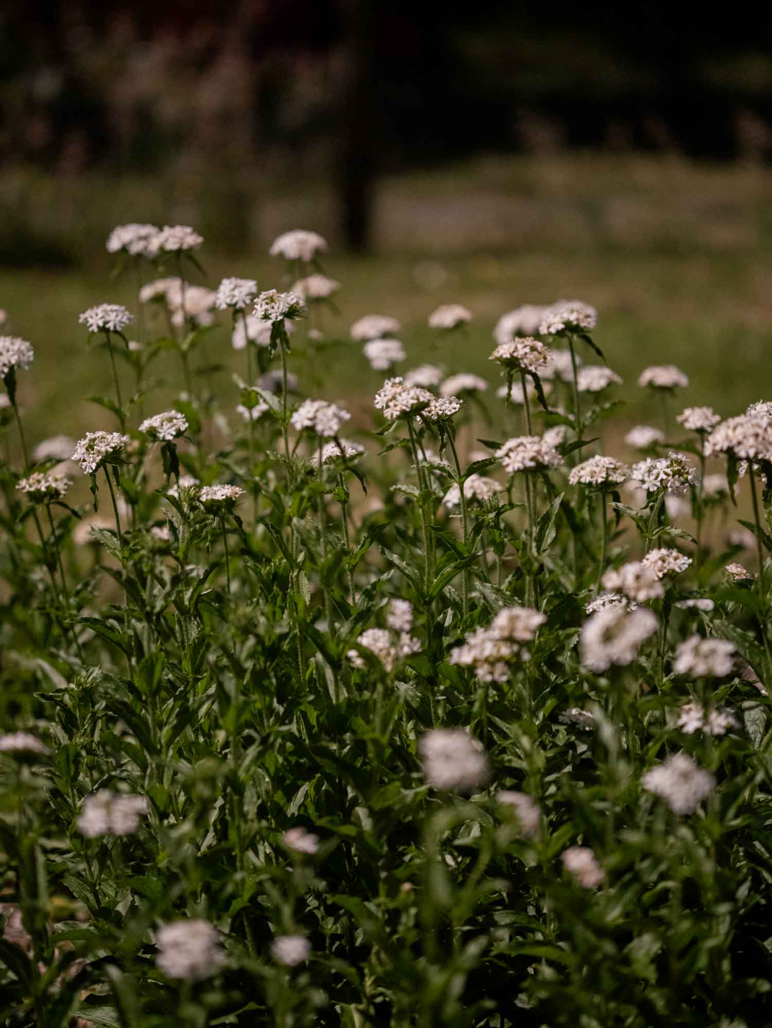LYCHNIS chalcedonica - Rauhreif - PLANTS
