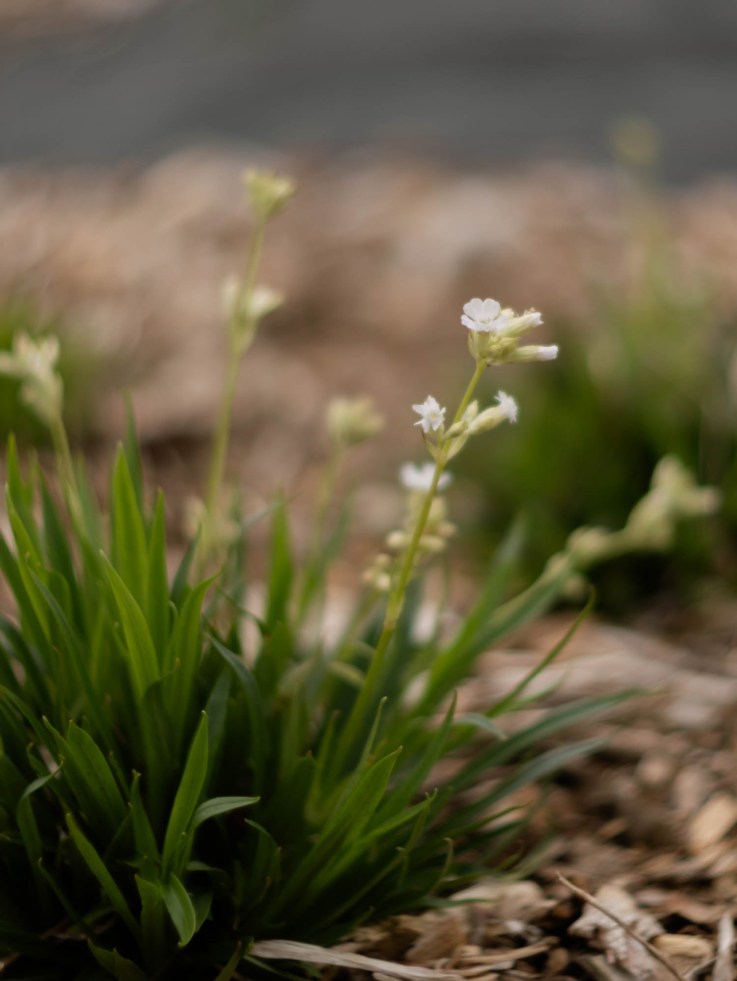 LYCHNIS viscaria- Alba 'Schnee' - PLANTS