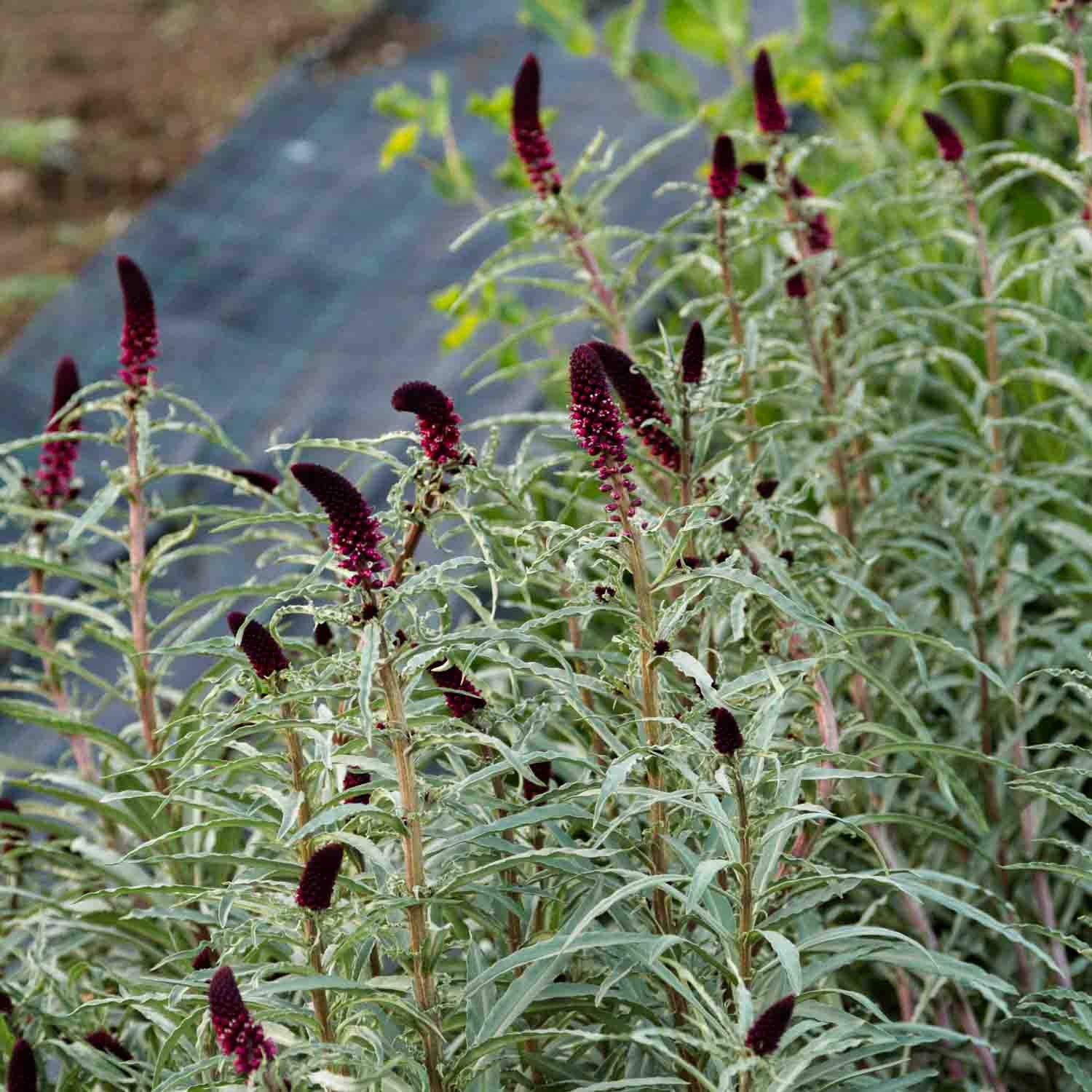 LYSIMACHIA - Beaujolais - PLANTS