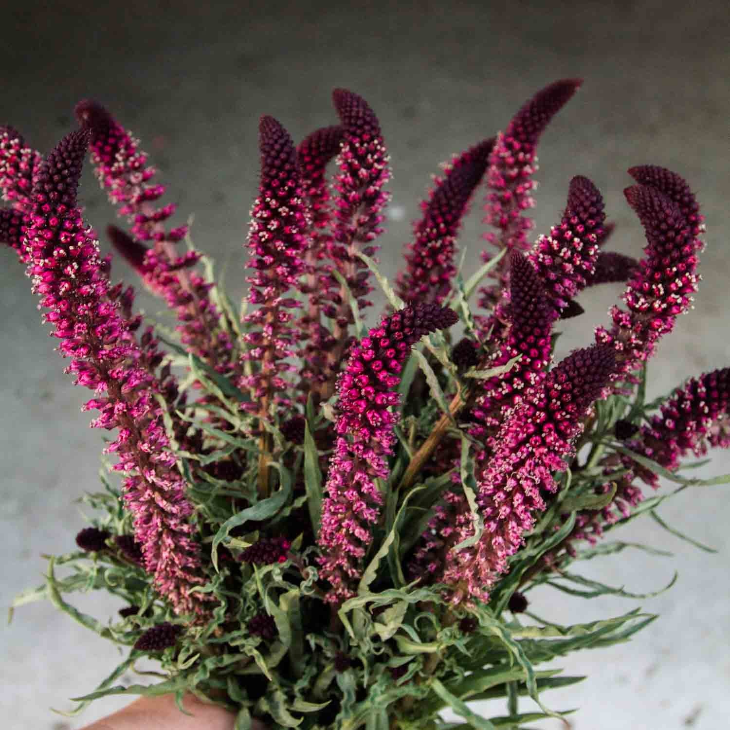 LYSIMACHIA - Beaujolais - PLANTS