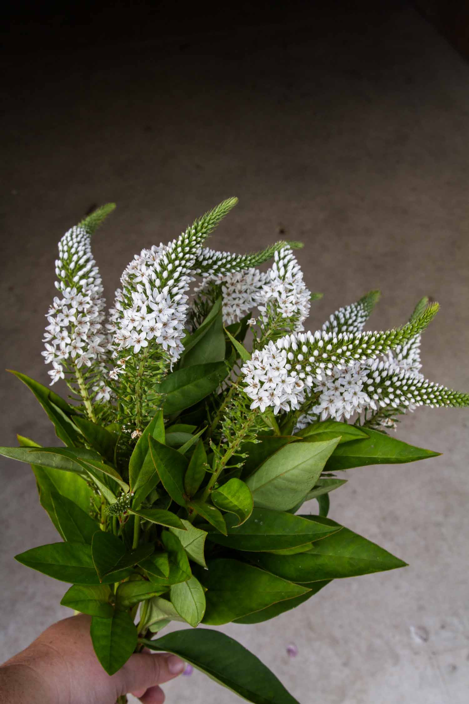 LYSIMACHIA - Lady Jane - PLANTS