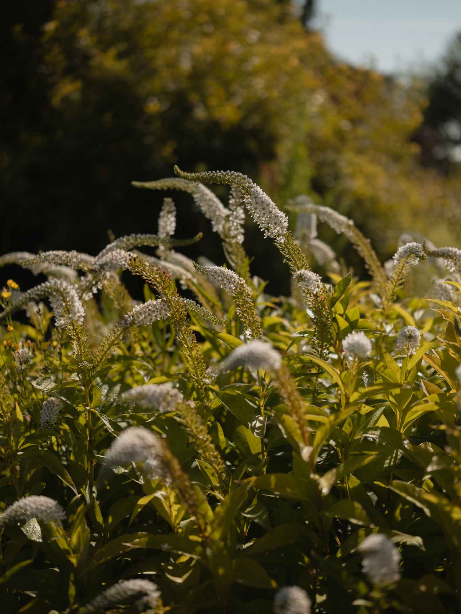 LYSIMACHIA - Lady Jane - PLANTS