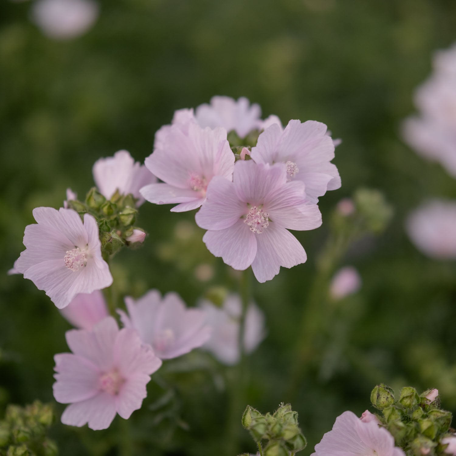 MALVA moschata - Appleblossom - PLANTS