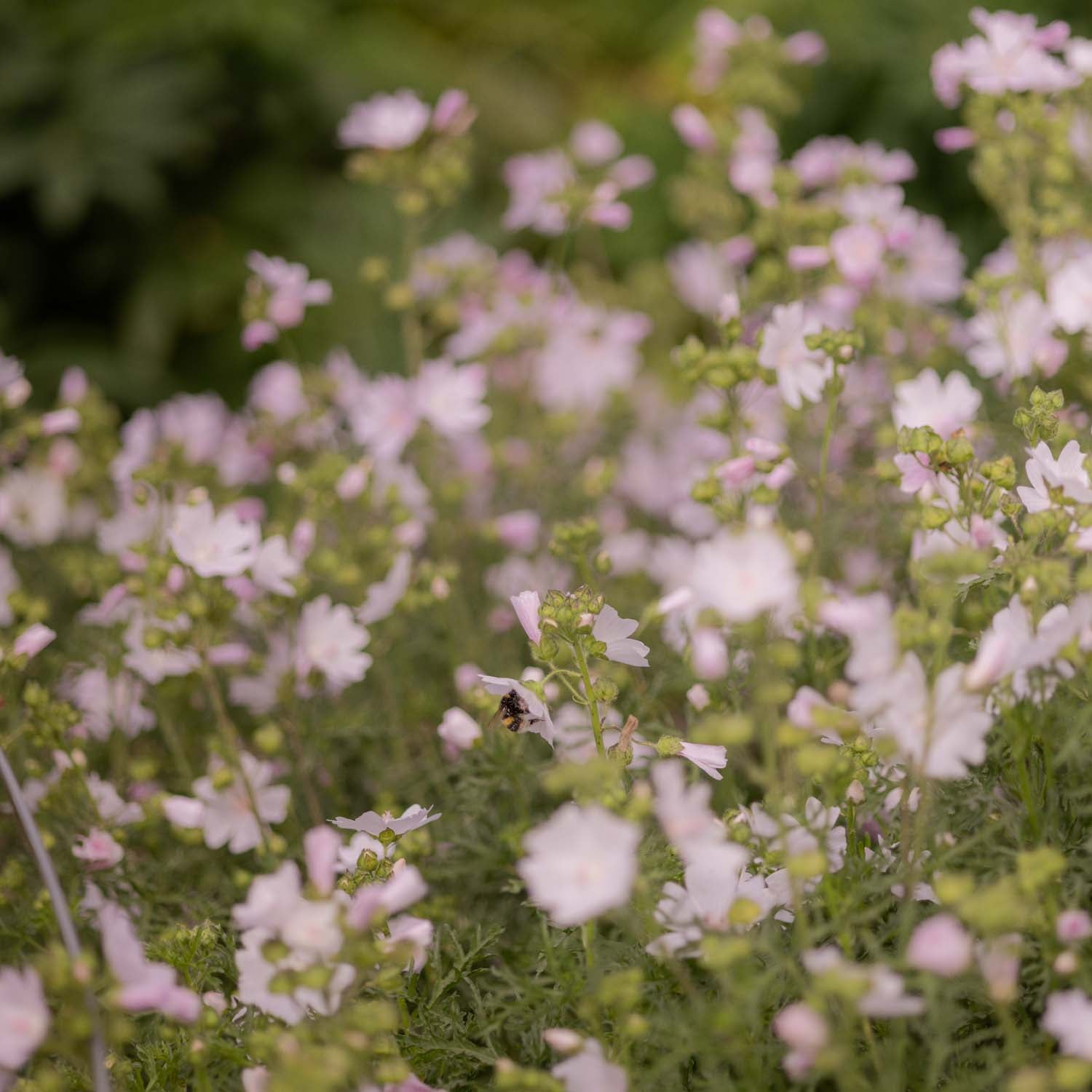 MALVA moschata - Appleblossom - PLANTS