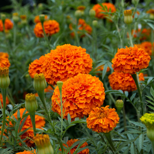 Marigold - Giant Orange - Seeds NZ