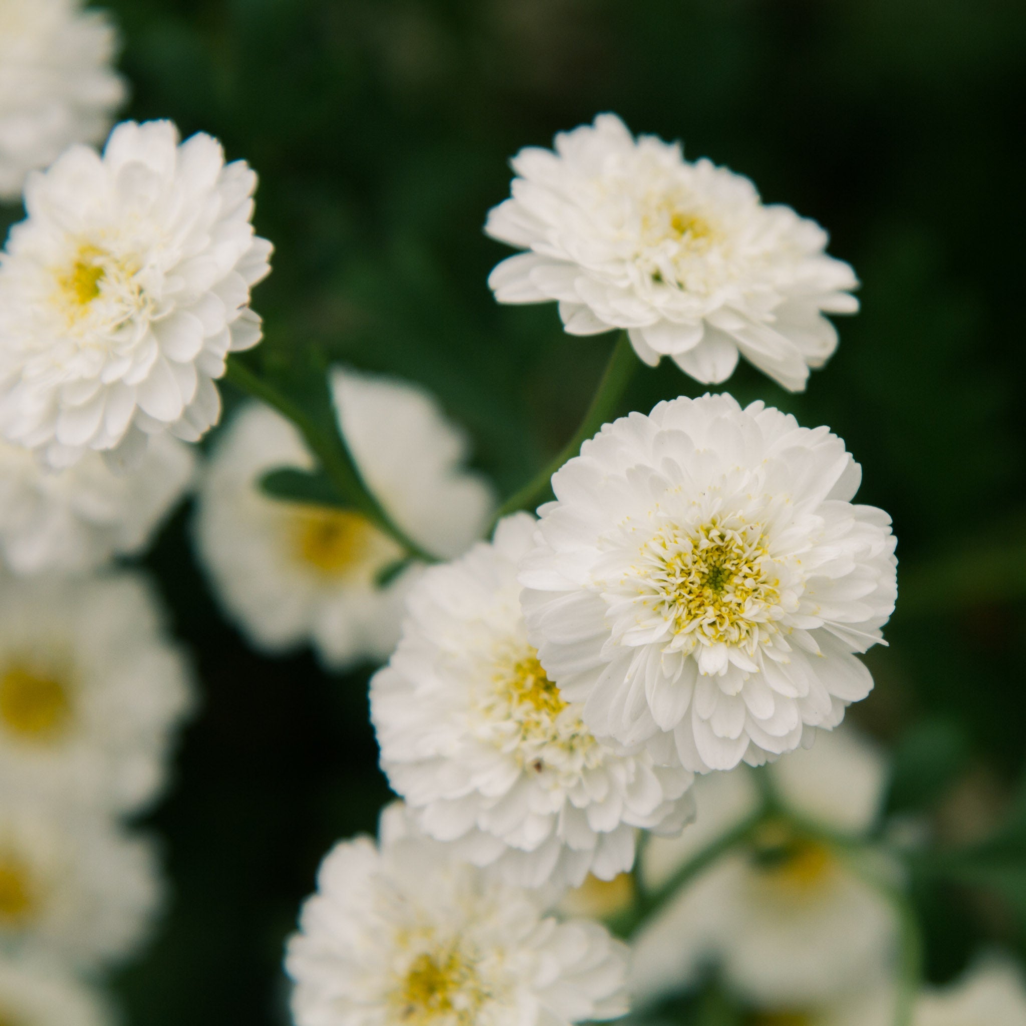 MATRICARIA - Tetra - PLANTS