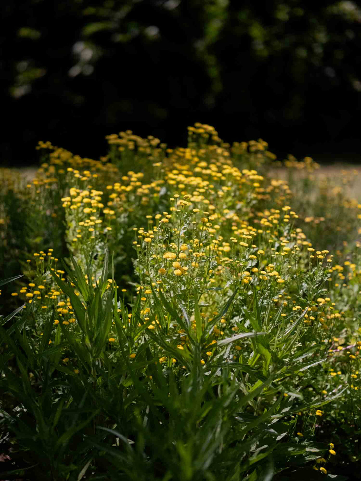 MATRICARIA - Sunny Ball - PLANTS