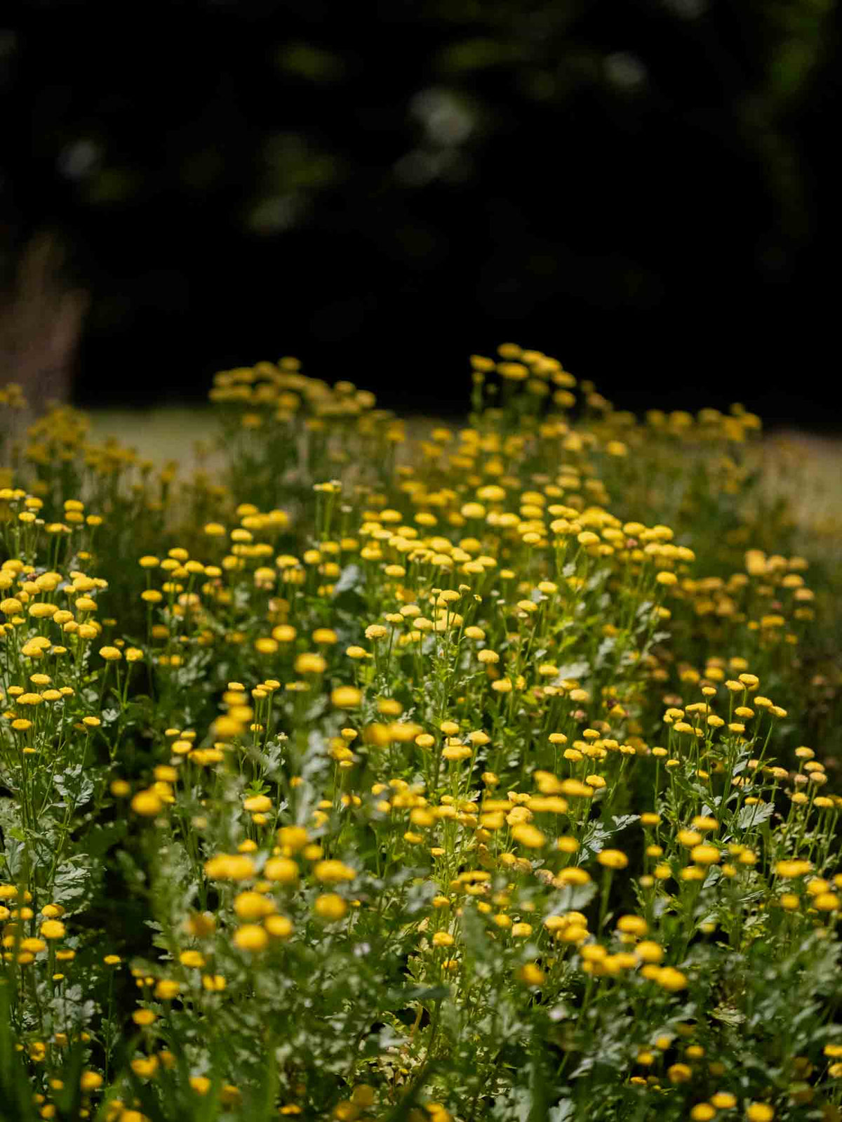 MATRICARIA - Sunny Ball - PLANTS