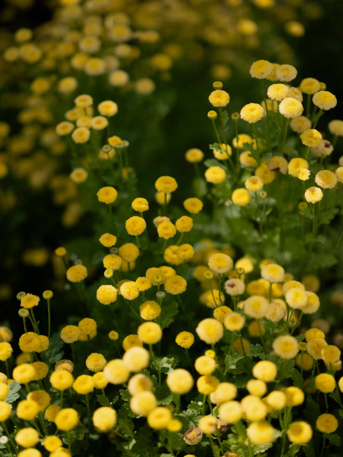 MATRICARIA - Sunny Ball - PLANTS