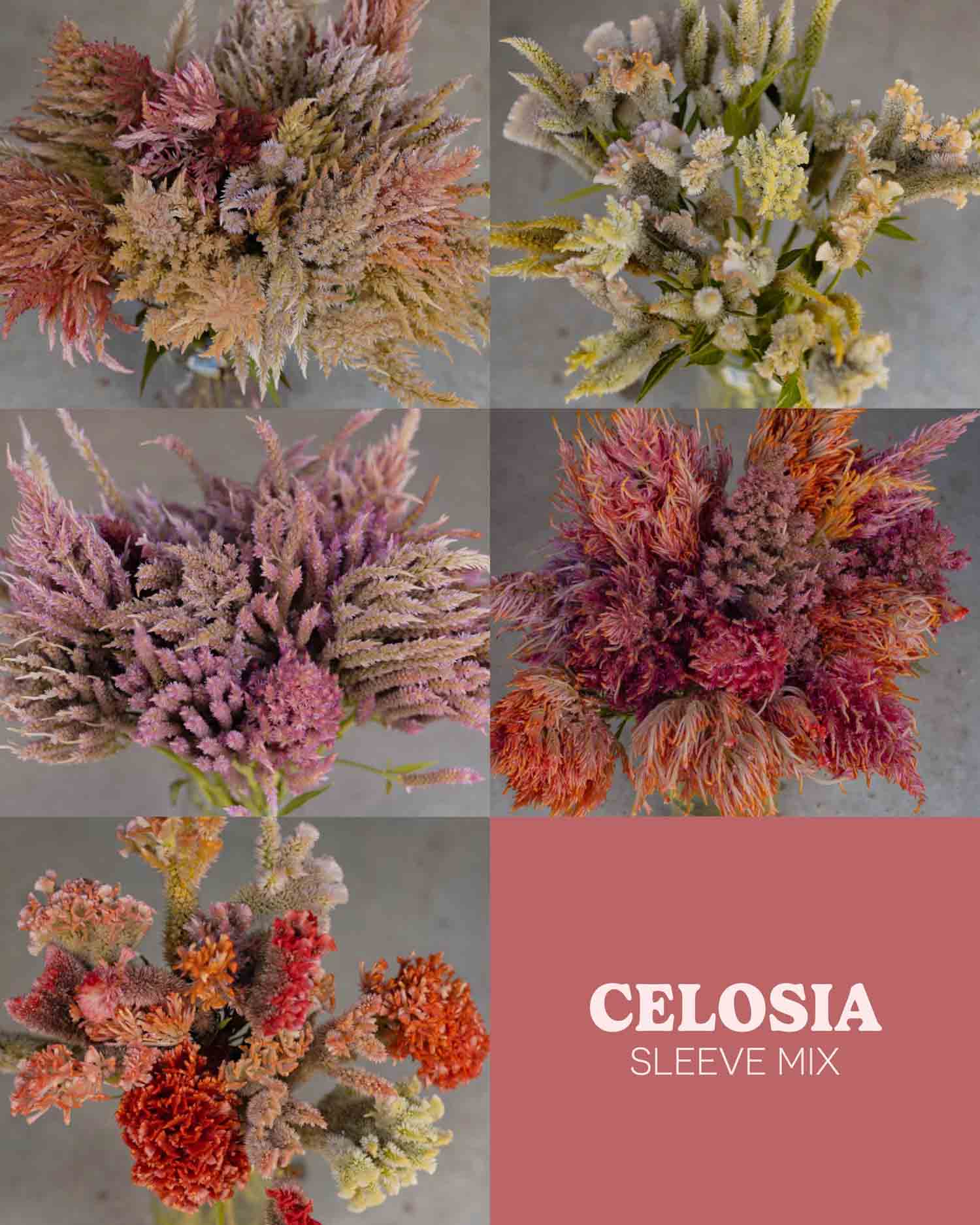 SLEEVE SPECIAL - Celosia Mix