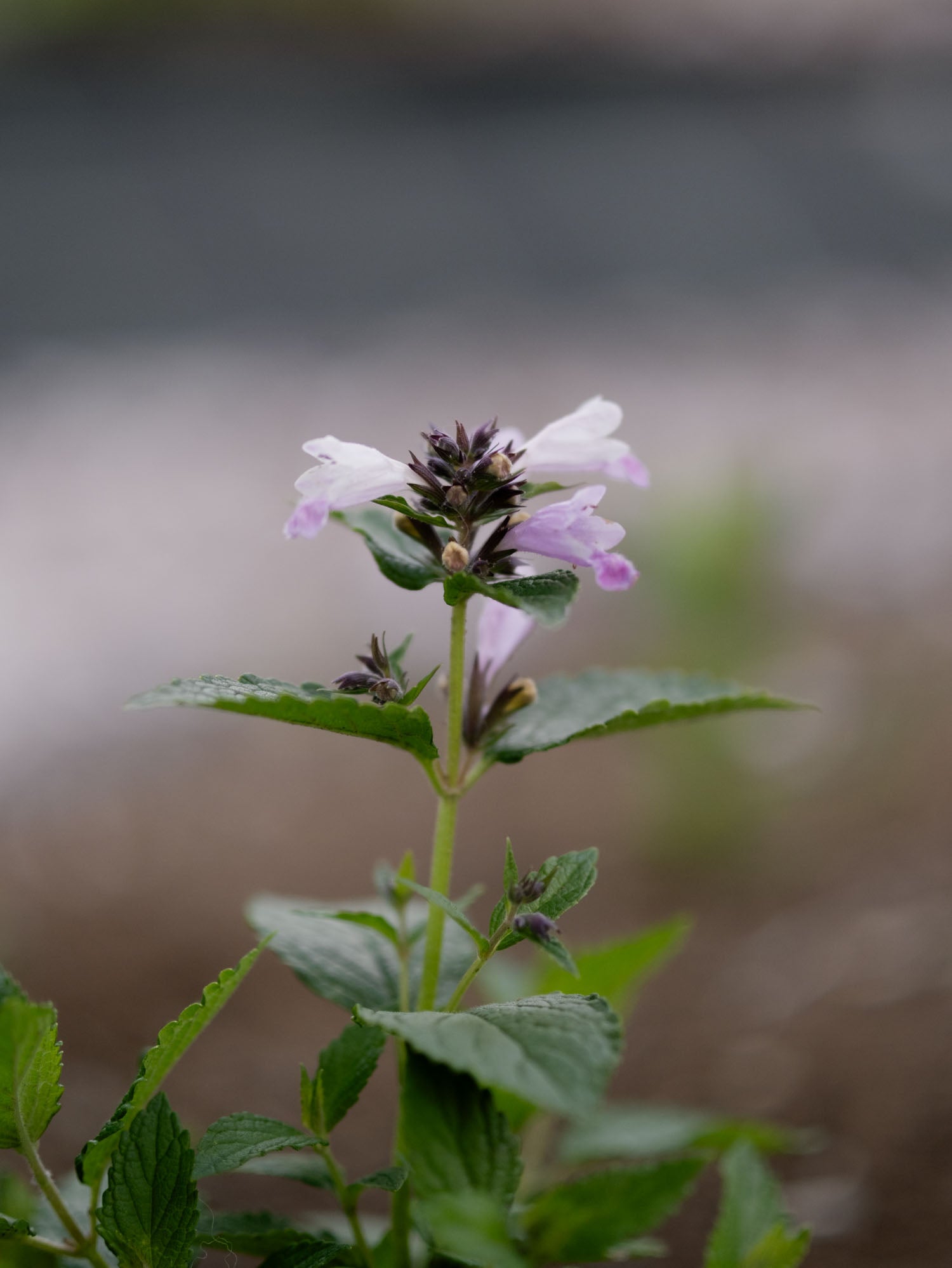 NEPETA - 'Pink Dreams'- PLANTS