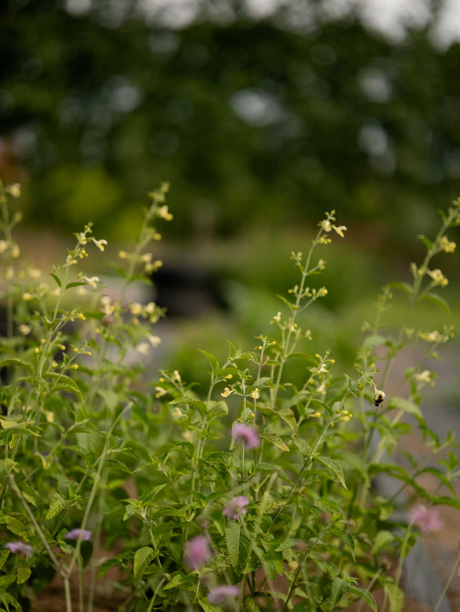 NEPETA govaniana - PLANTS