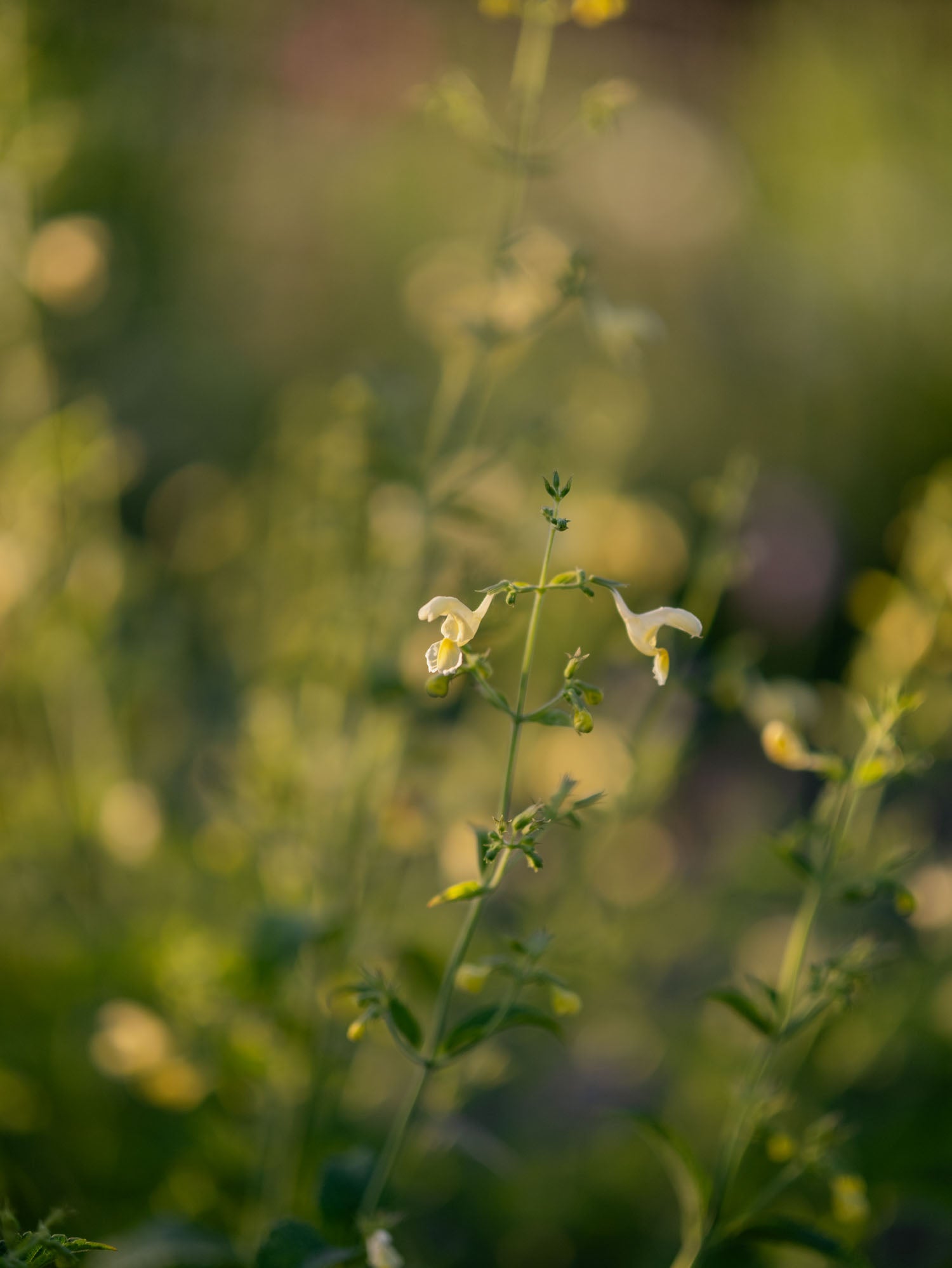 NEPETA govaniana - PLANTS