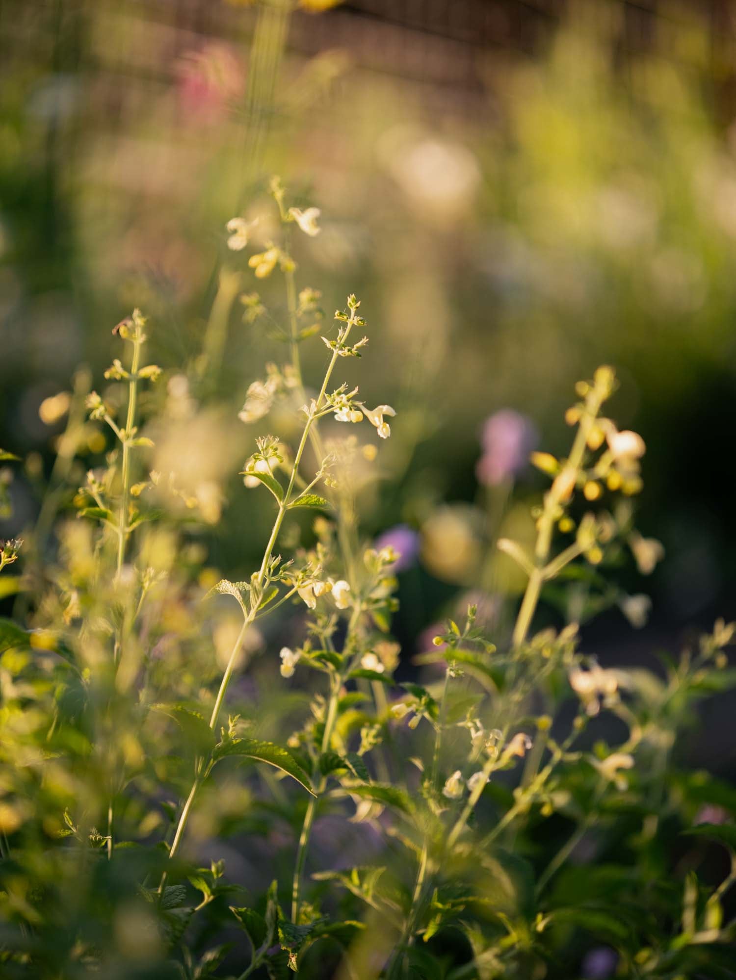 NEPETA govaniana - PLANTS