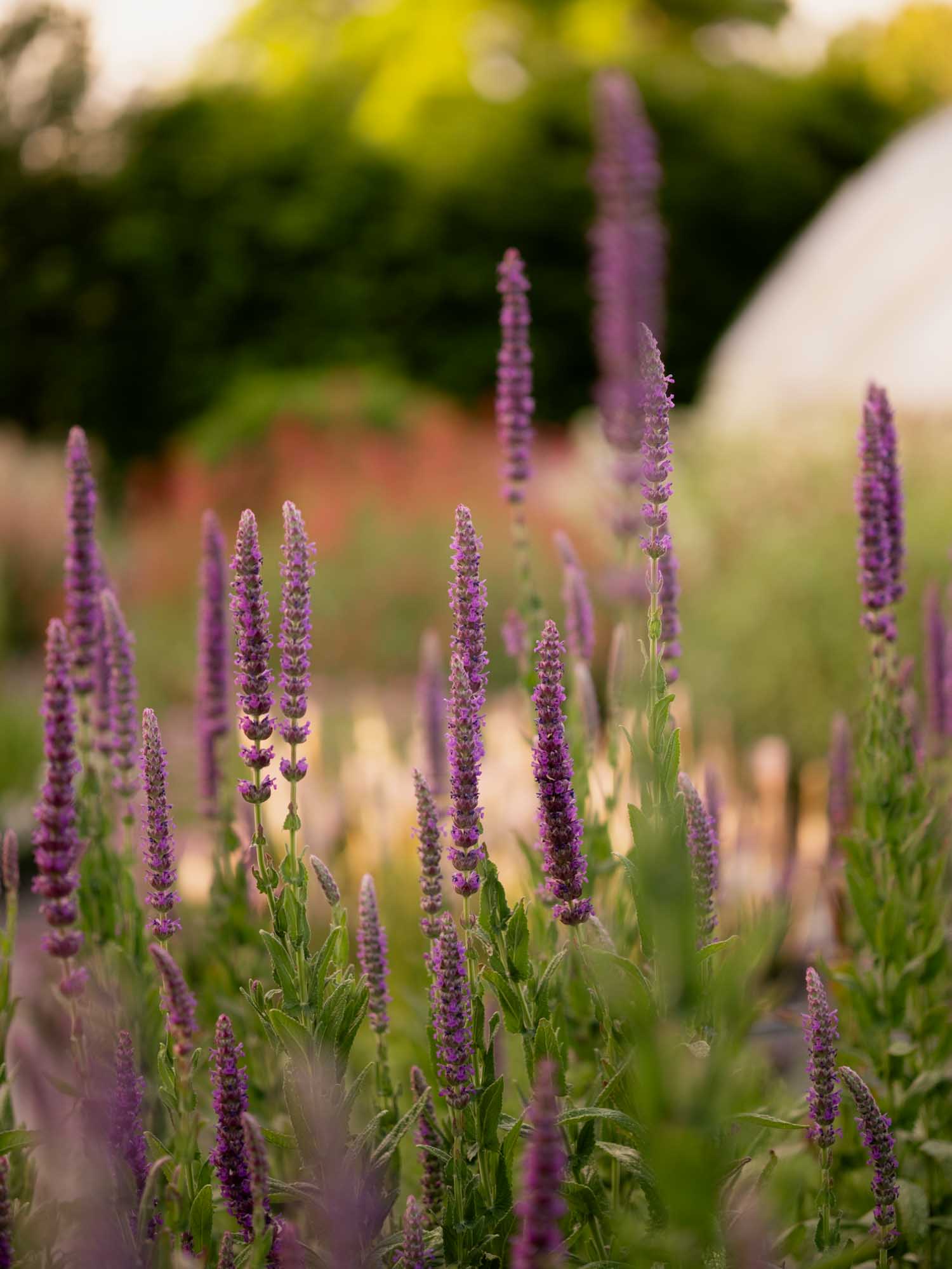 SPANISH CATMINT- Nepeta tuberosa - PLANTS