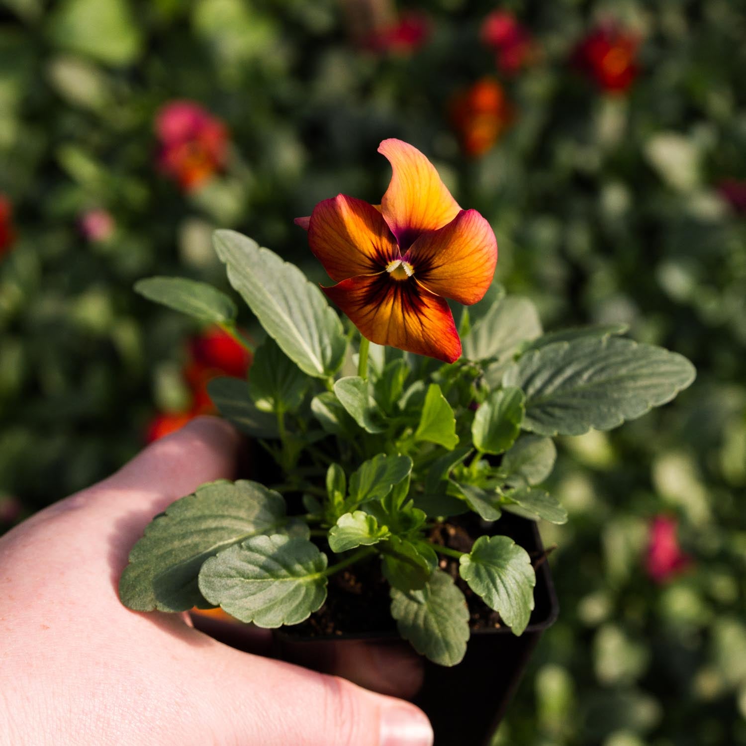 PANSY - Nature Mulberry Shades - PLANTS