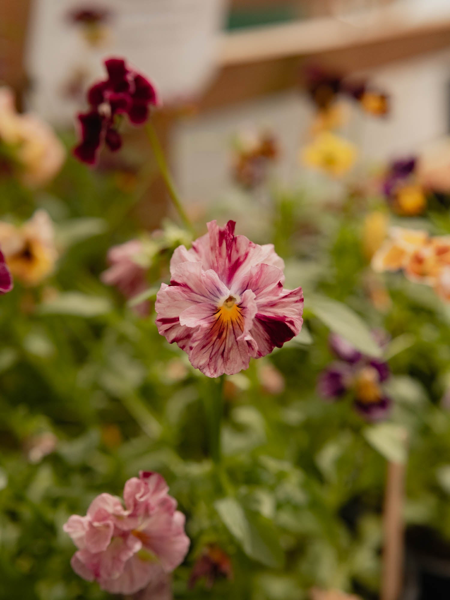 PANSY - Chianti Mix - PLANTS
