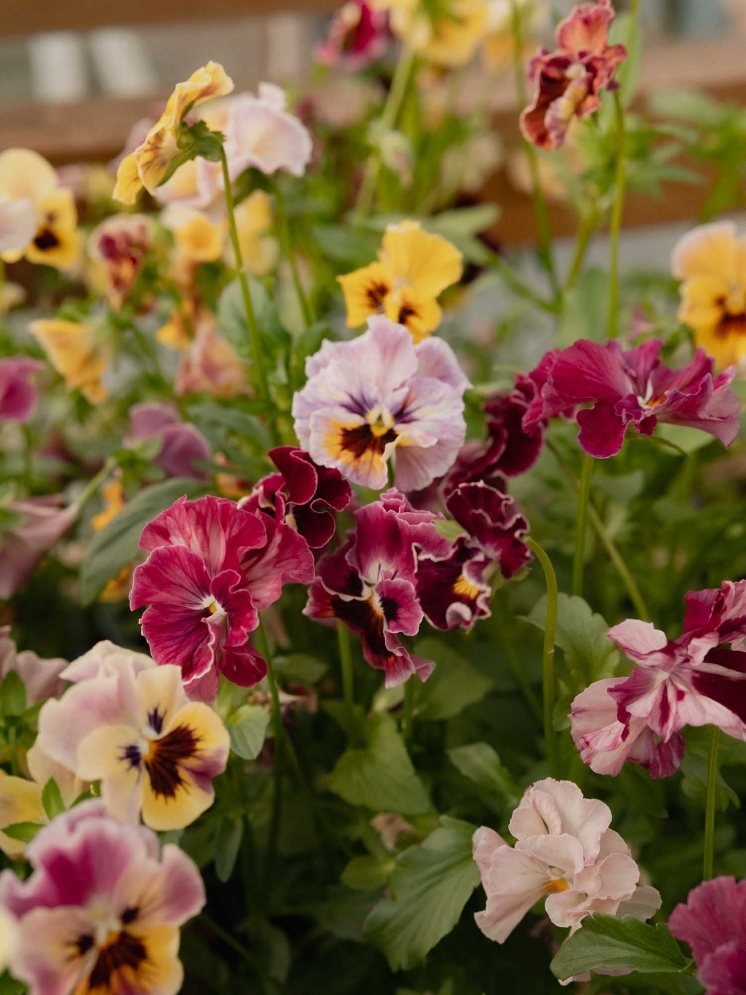 PANSY - Chianti Mix - PLANTS