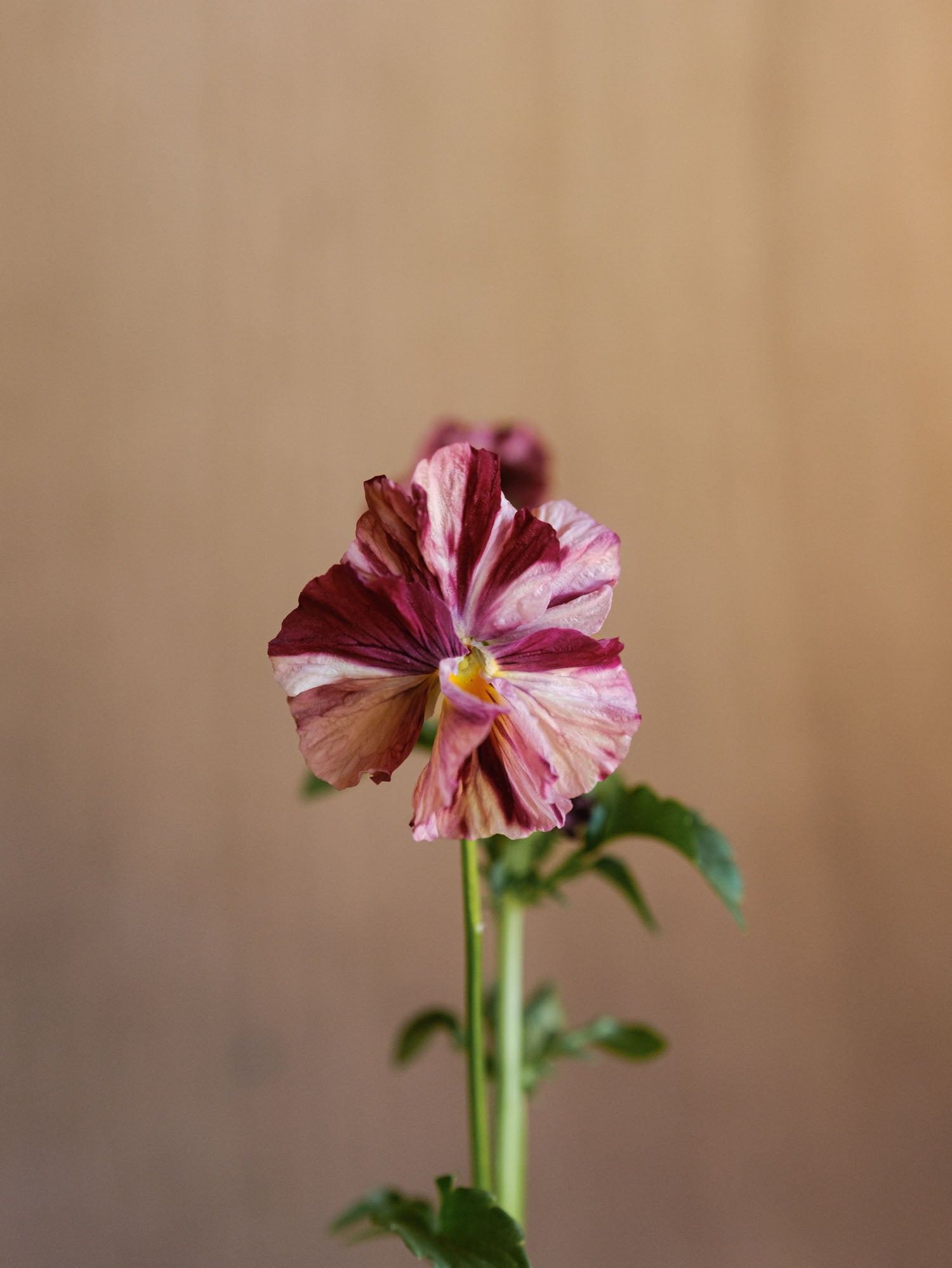 PANSY - Chianti Mix - PLANTS