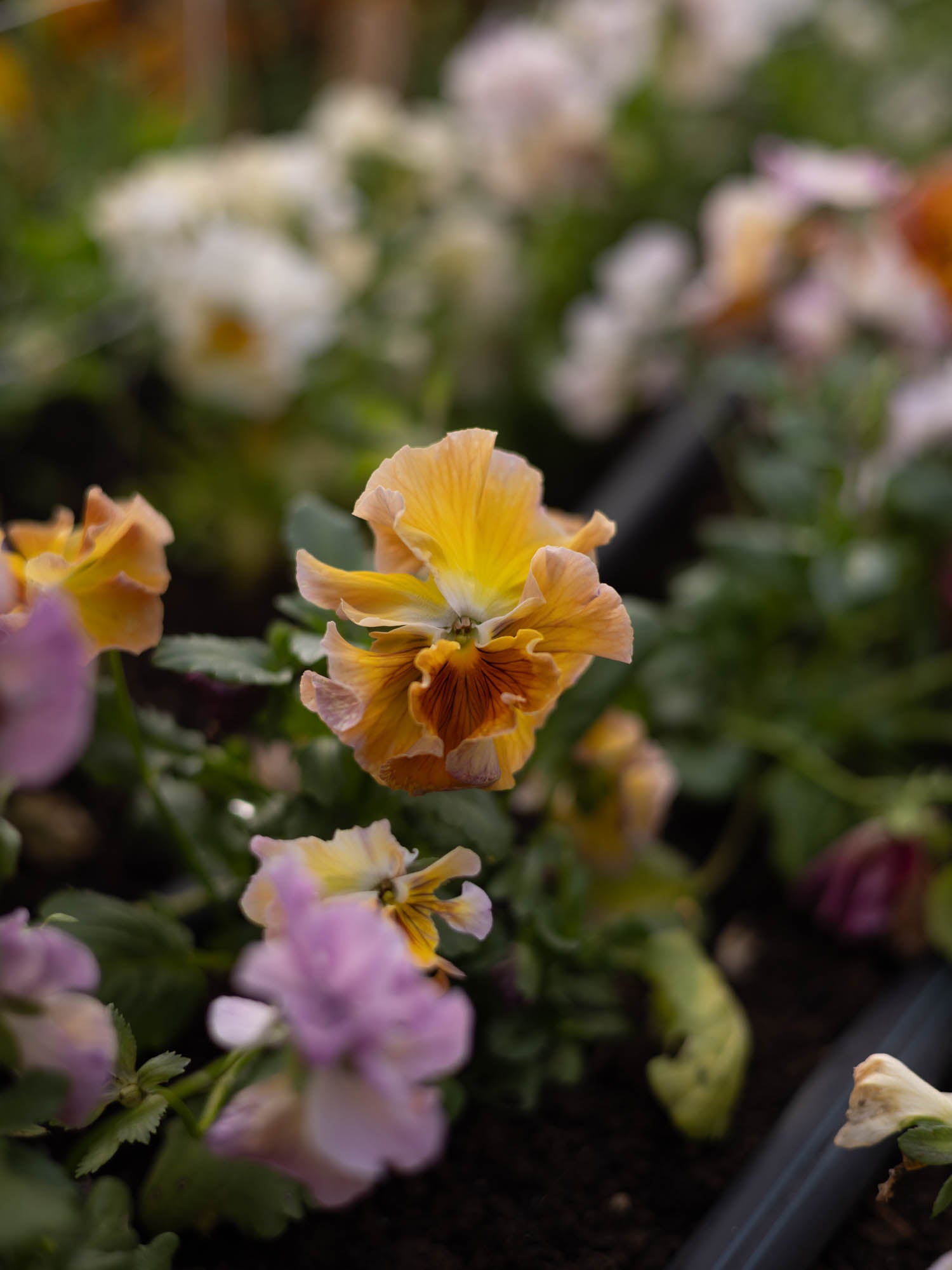 PANSY - Flamenco Terracotta - Plants