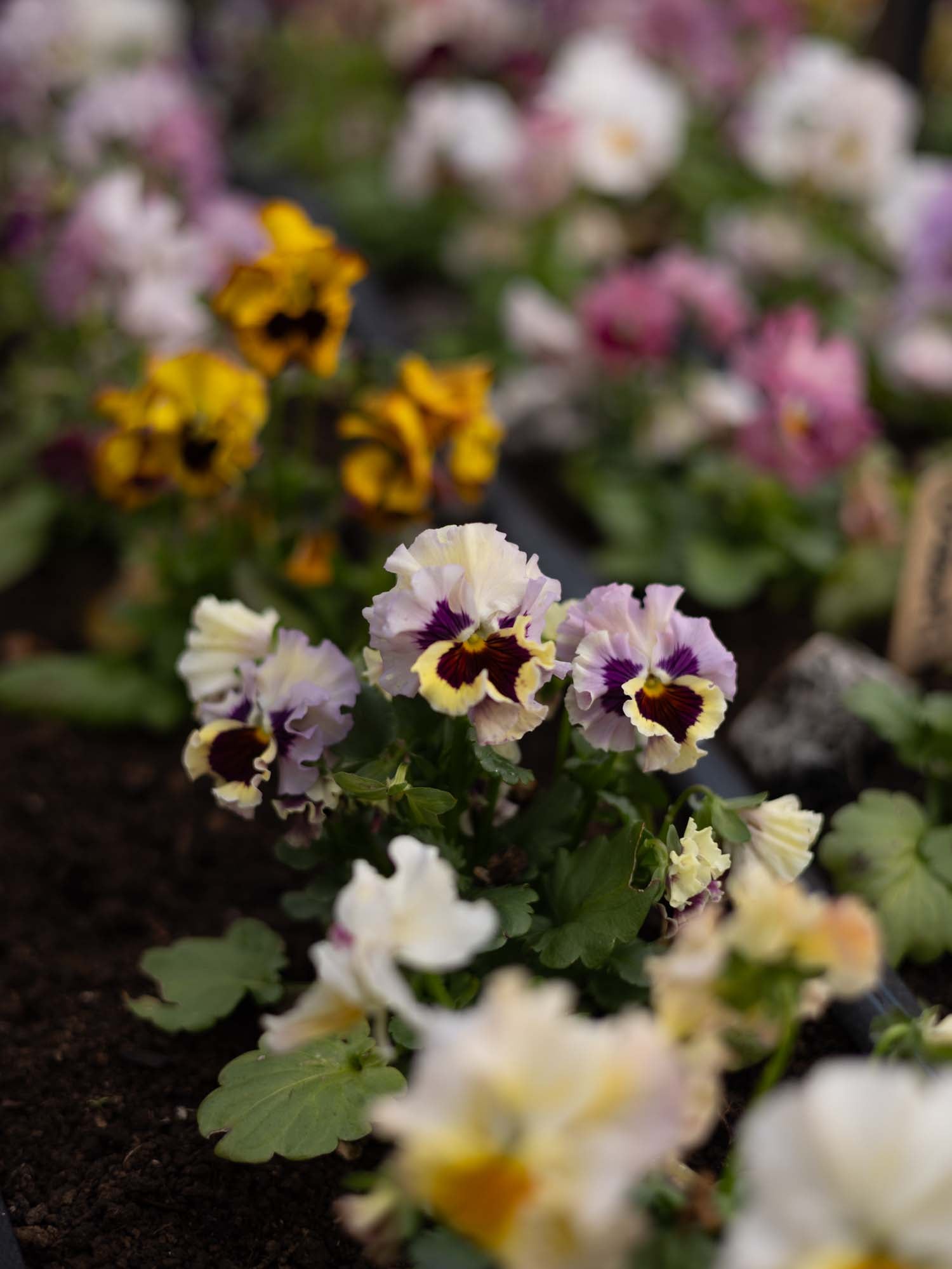 PANSY - Flamenco Terracotta - Plants