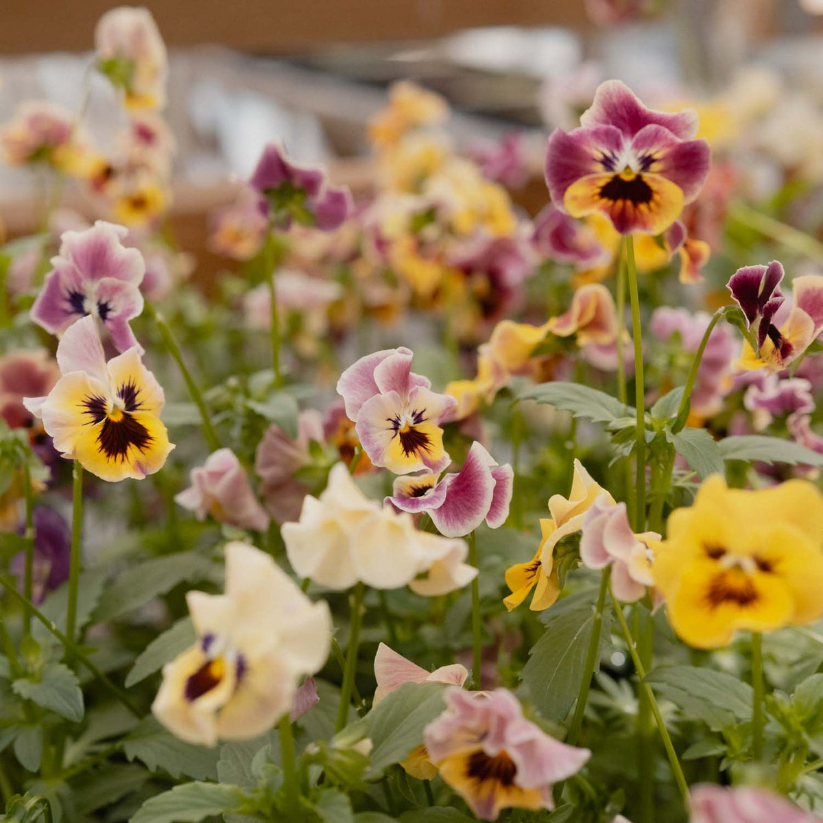 Pansy Viola - Frizzle Sizzle Mini Tapestry