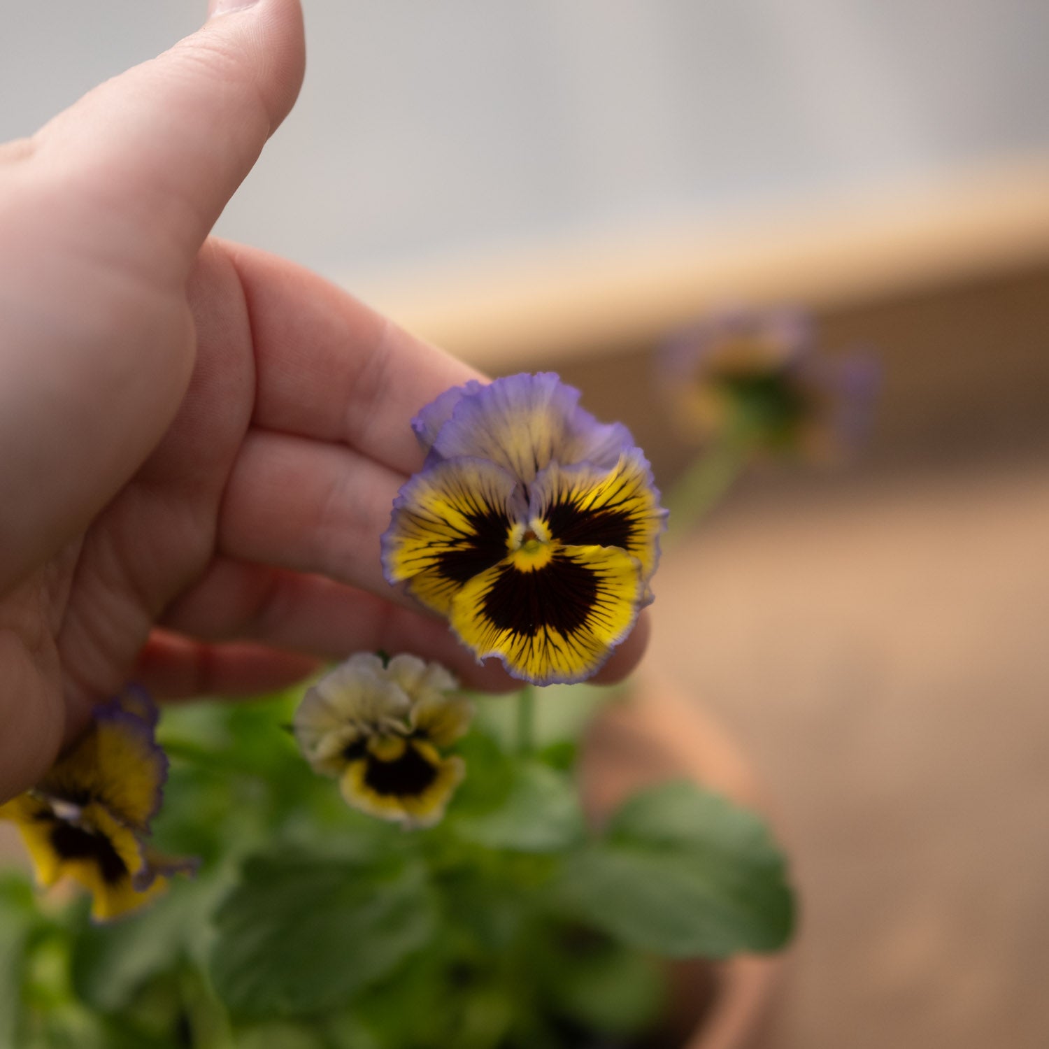 PANSY - Frizzle Sizzle Yellow Blue Swirl - PLANTS