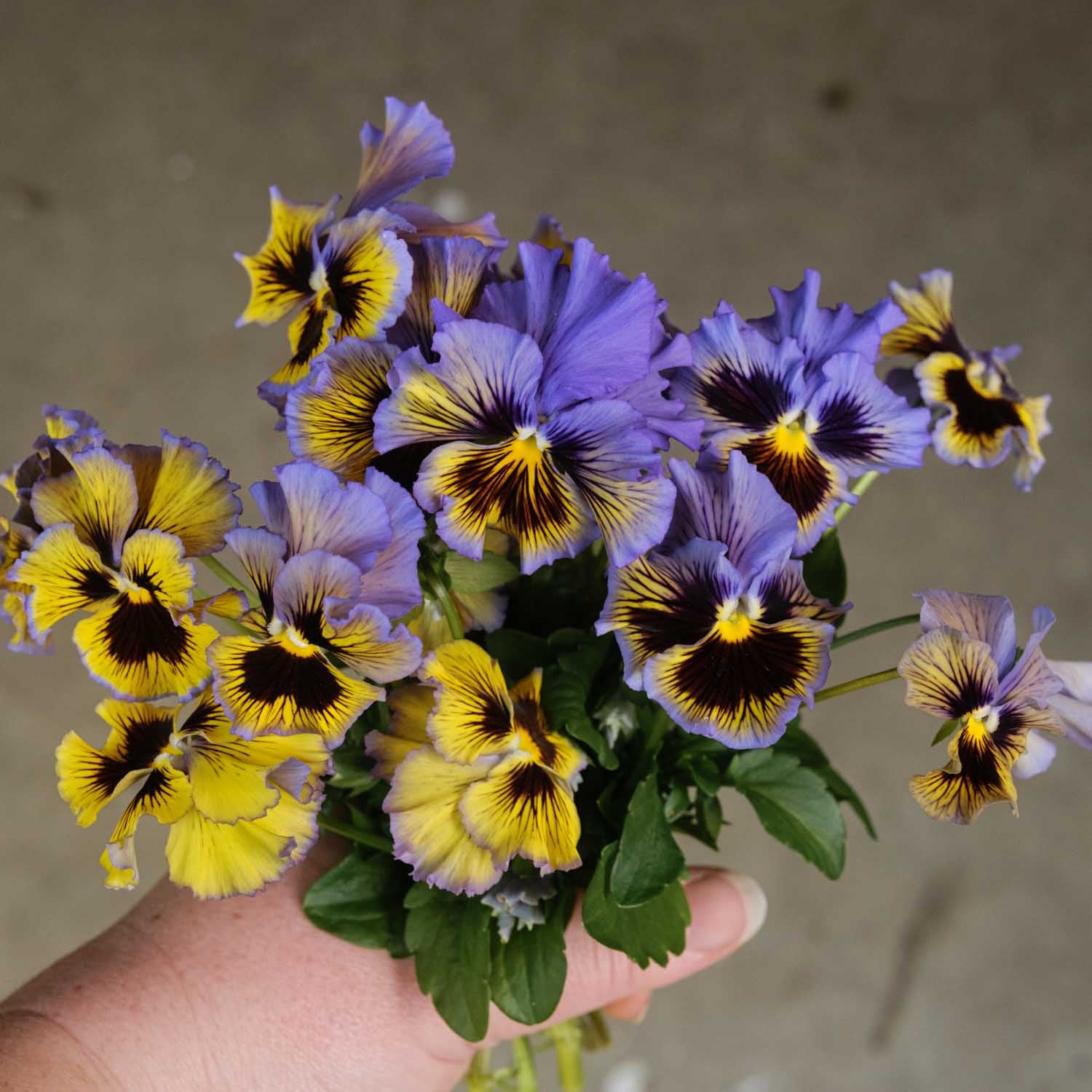 PANSY - Frizzle Sizzle Yellow Blue Swirl - PLANTS