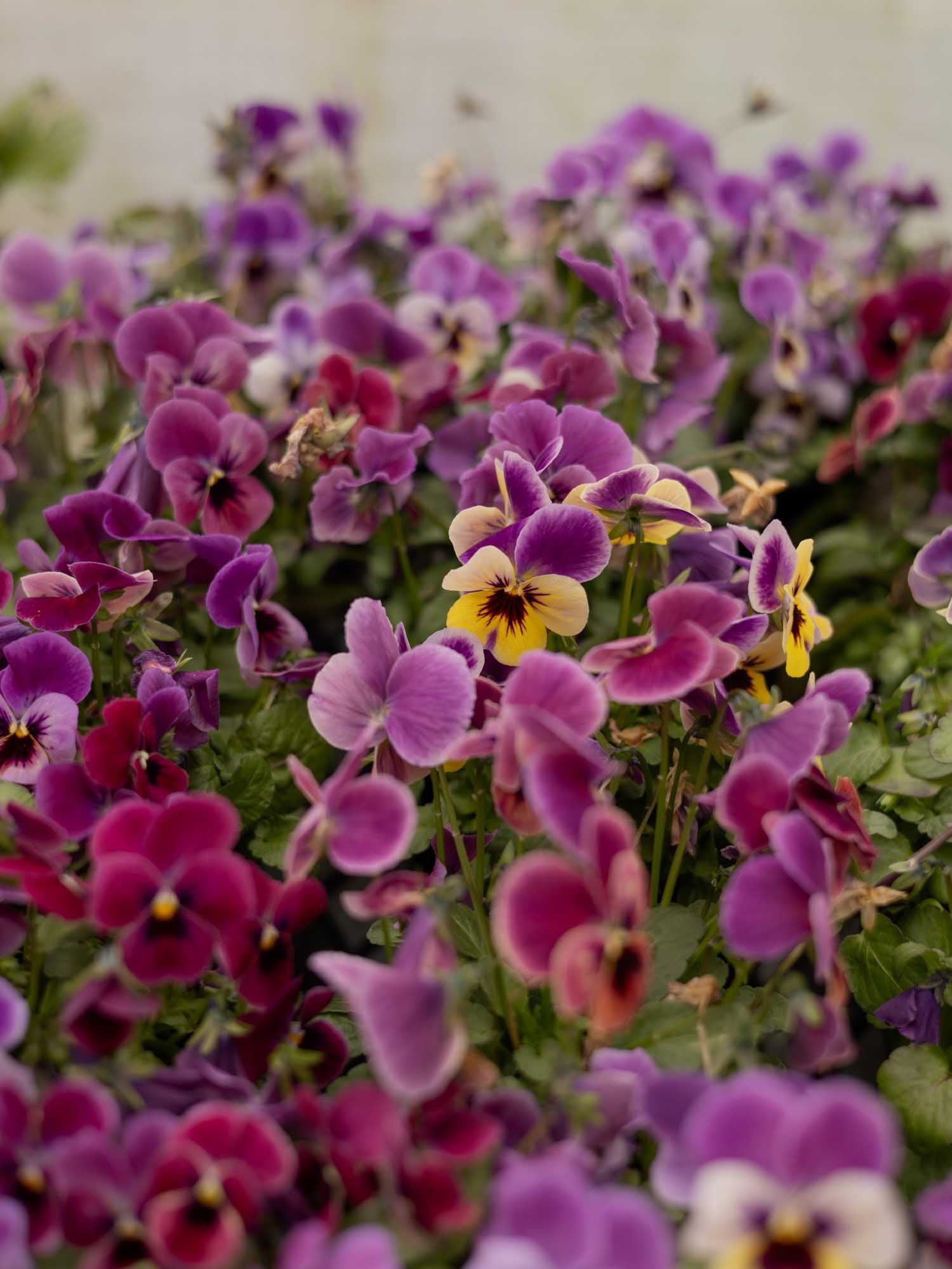 PANSY - Pandora's Box - Plants