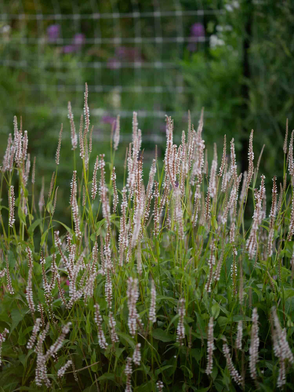 PERSICARIA - 'Alba' - PLANTS