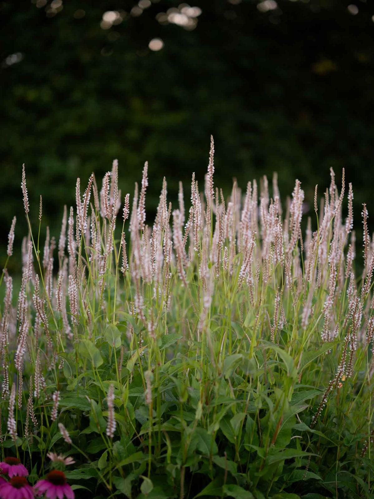 PERSICARIA - 'Alba' - PLANTS