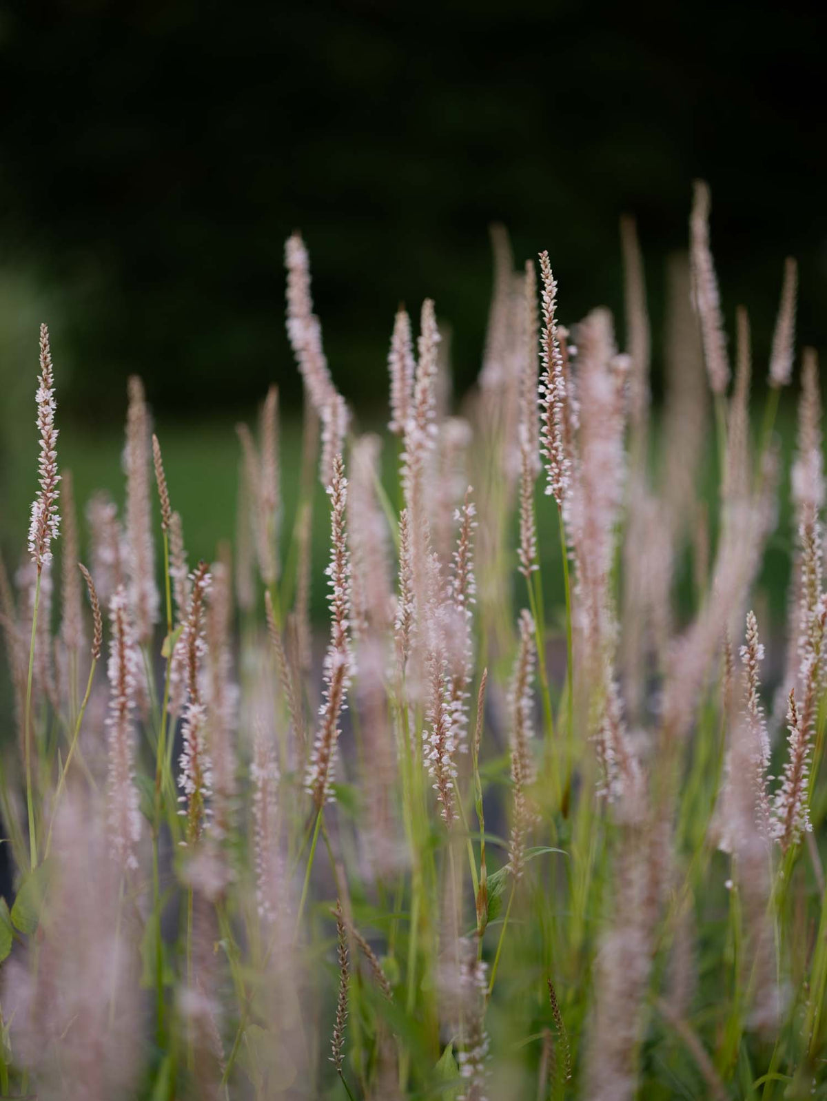 PERSICARIA - 'Alba' - PLANTS